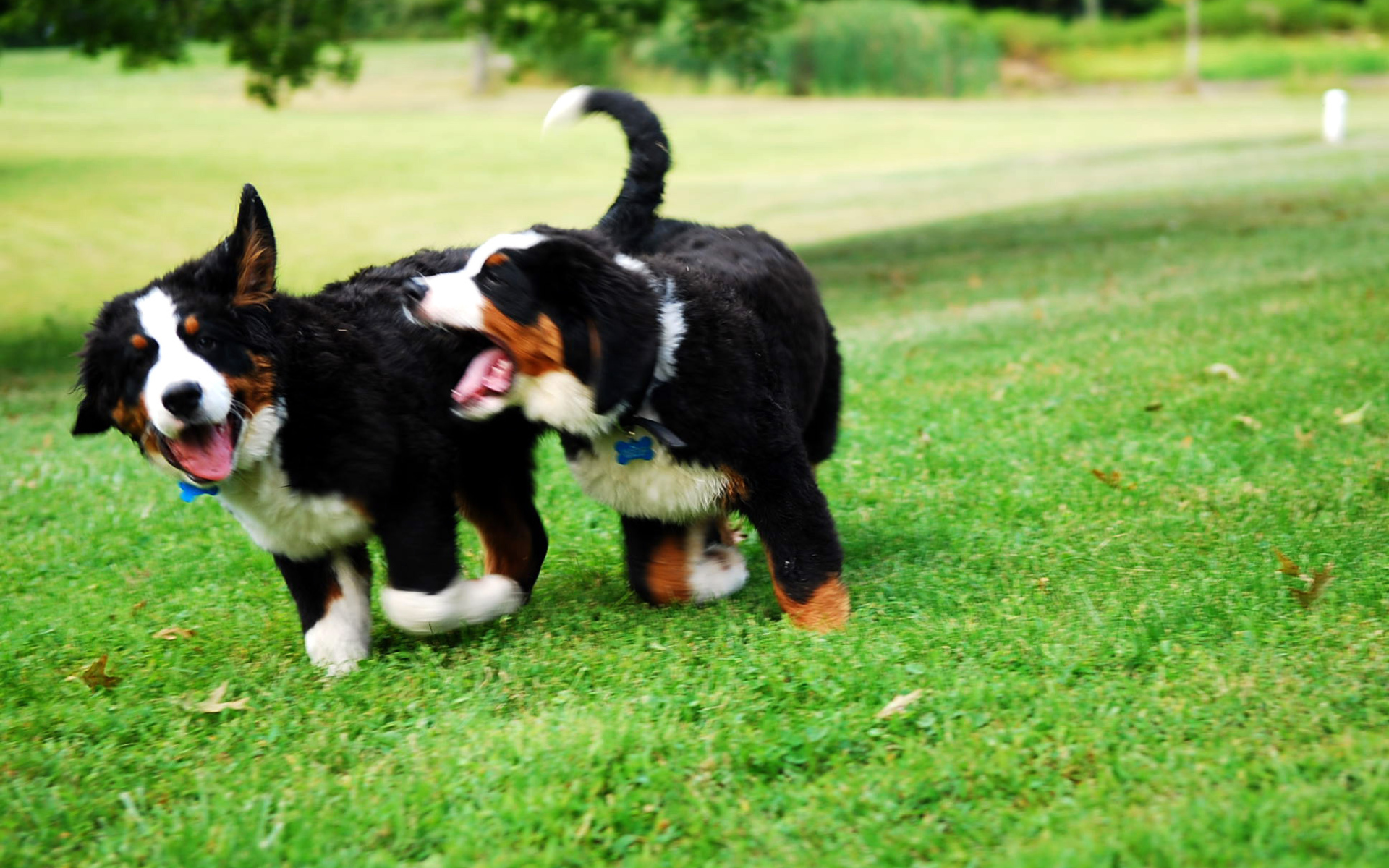 Два щенка бернской пастушьей собаки играют на траве