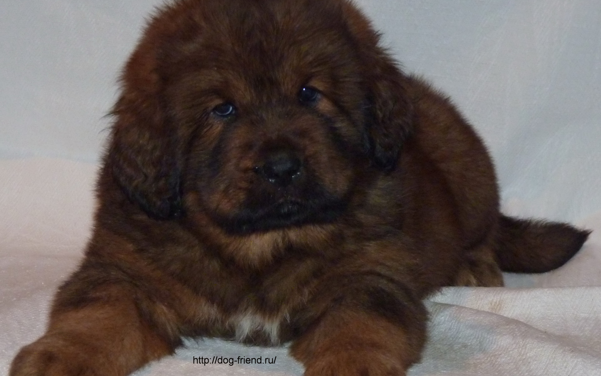 Очень маленький щенок тибетского мастифа