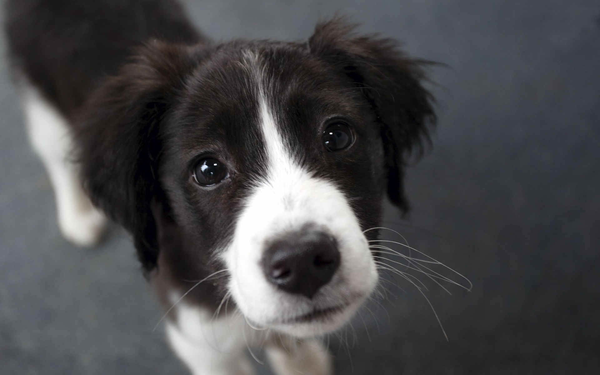 Молодая бордер-колли крупным планом