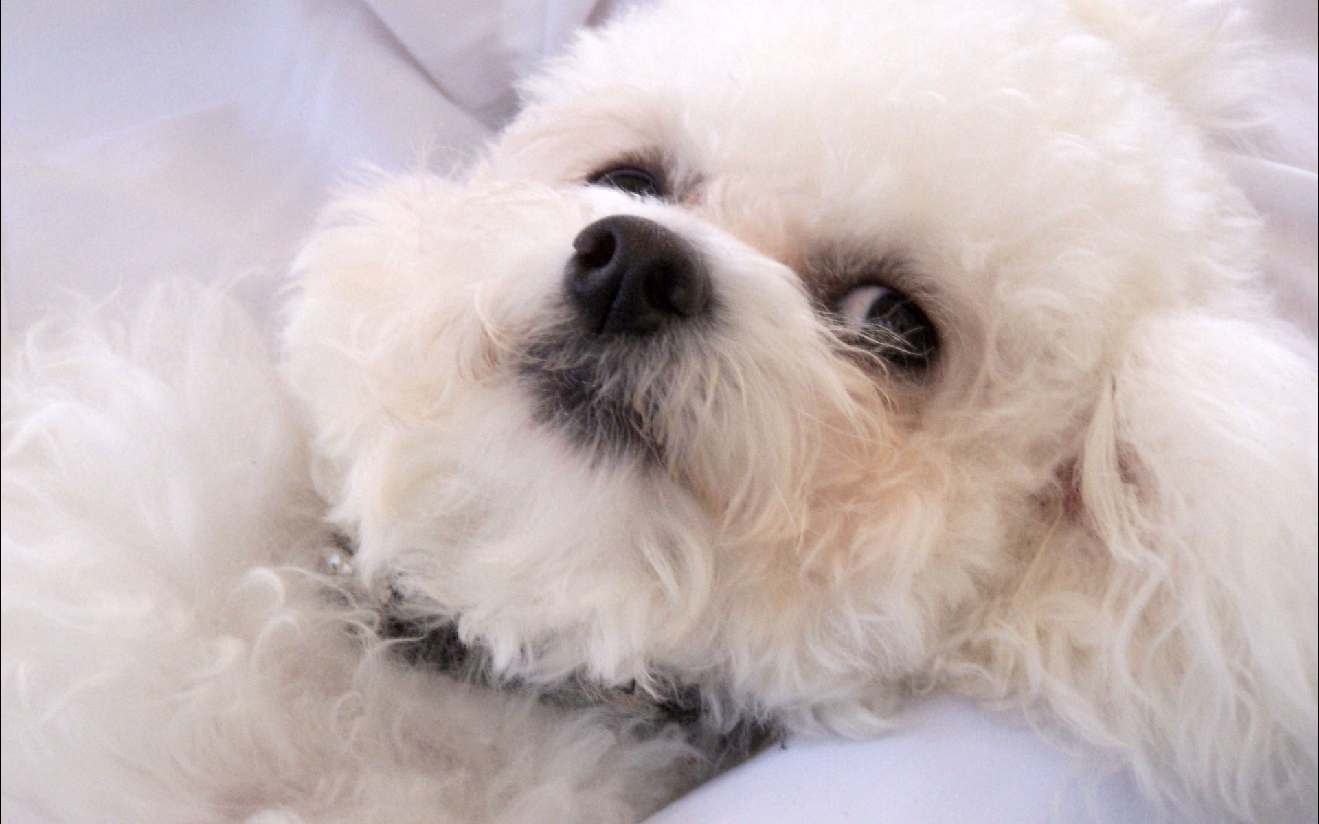 Молодая собака породы бишон-фриз отдыхает