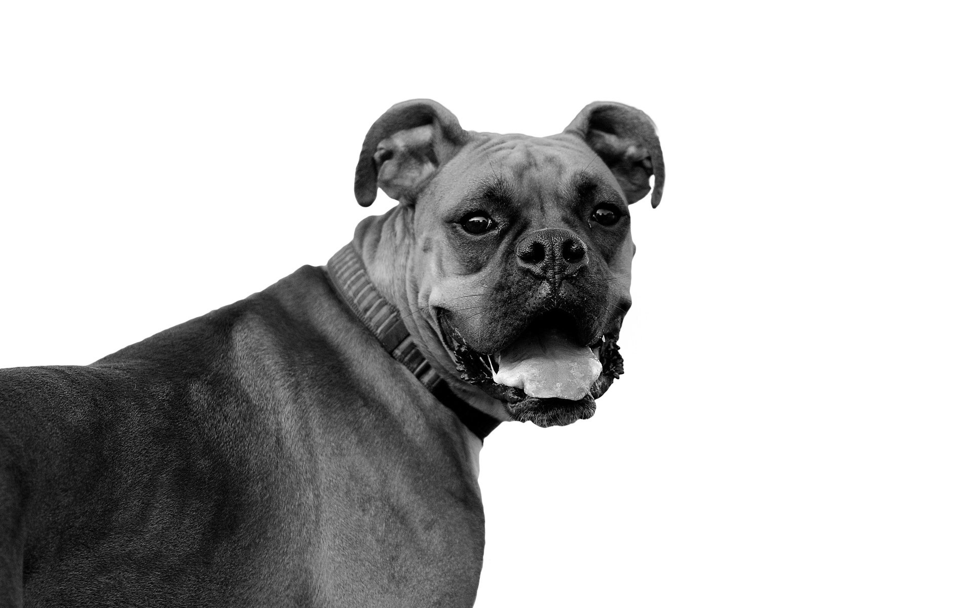 Красивый боксёр, чёрно-белое фото