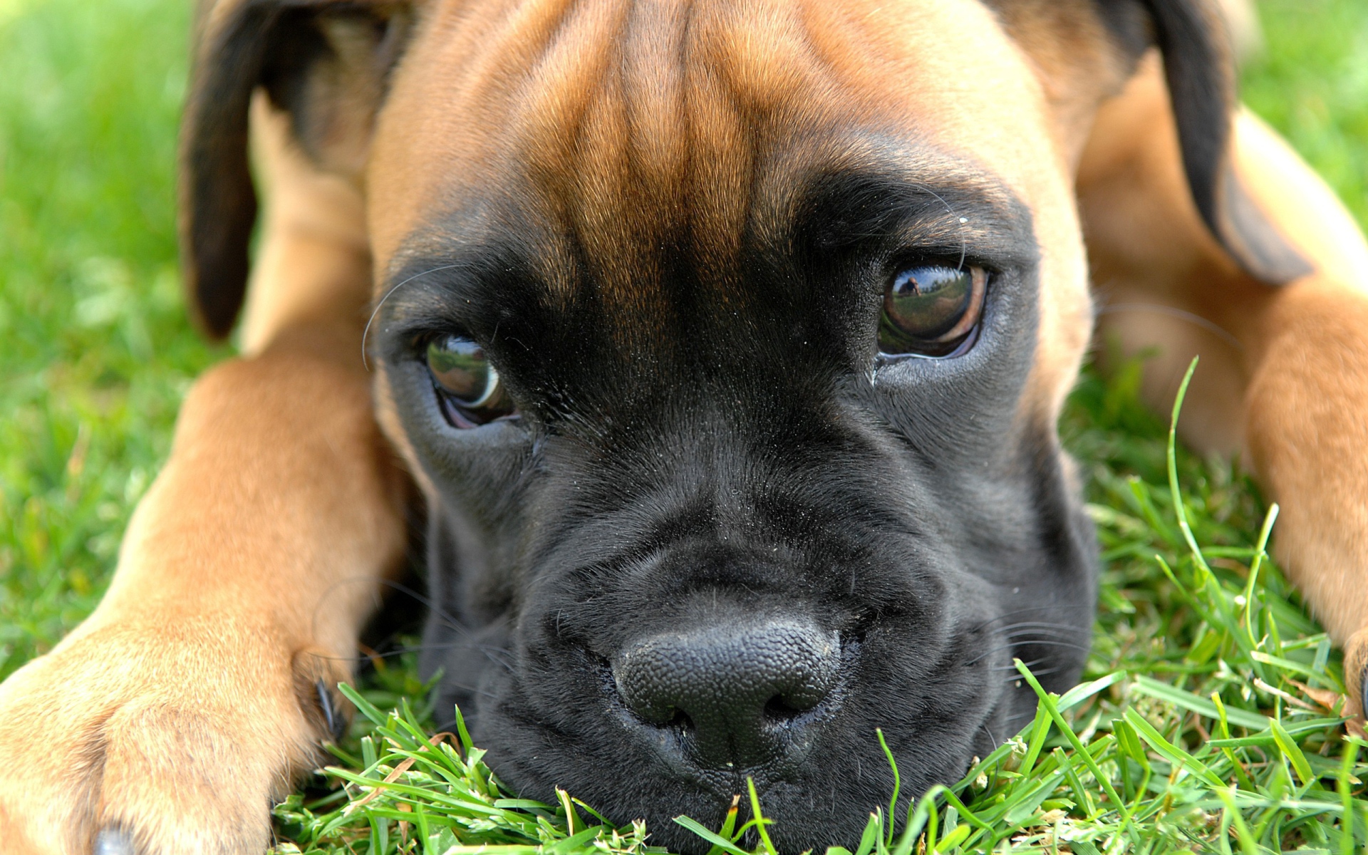  Boxer puppy thinking about something