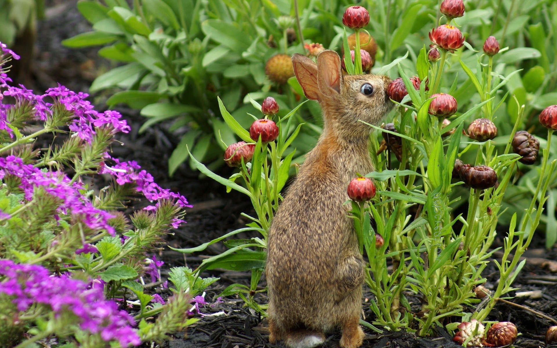 Кролик прячется в цветах