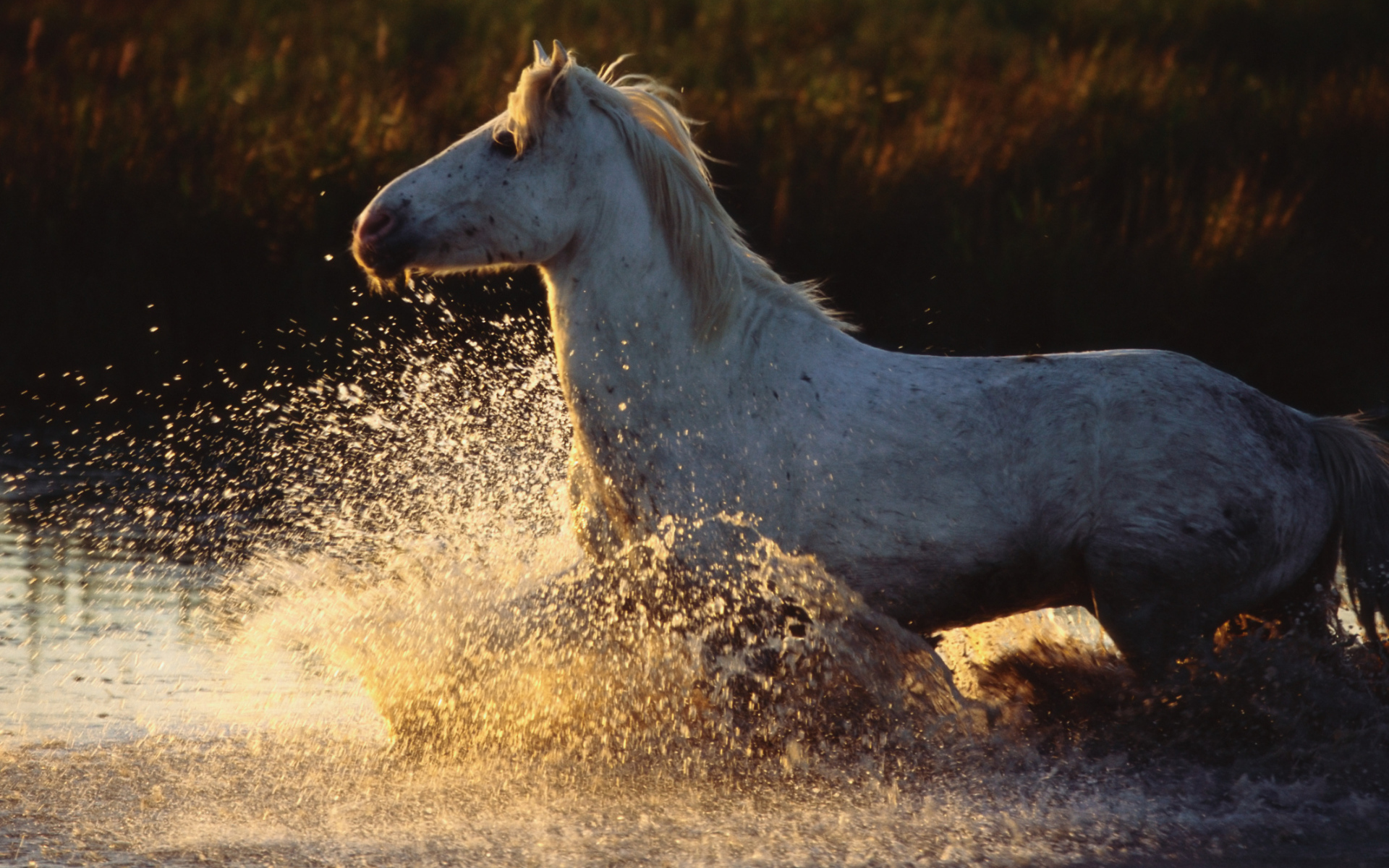 Древние лошади