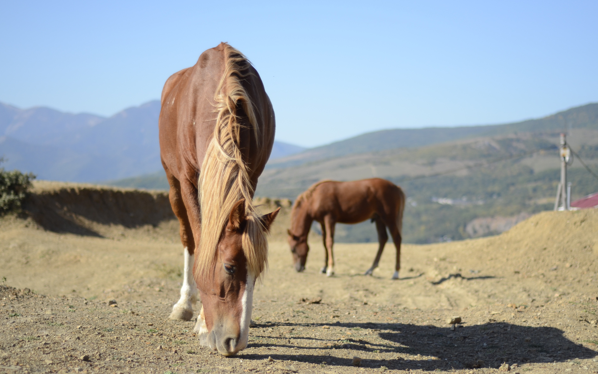 Прекрасные лошади