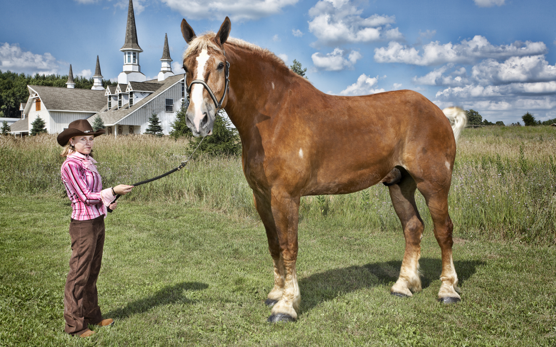 Высокая лошадь