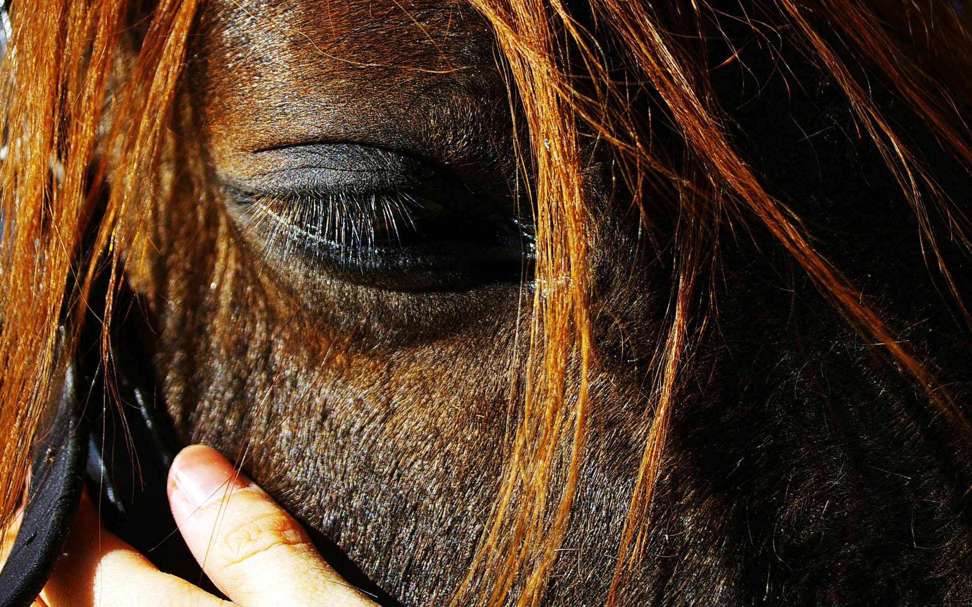 Глаза лошади