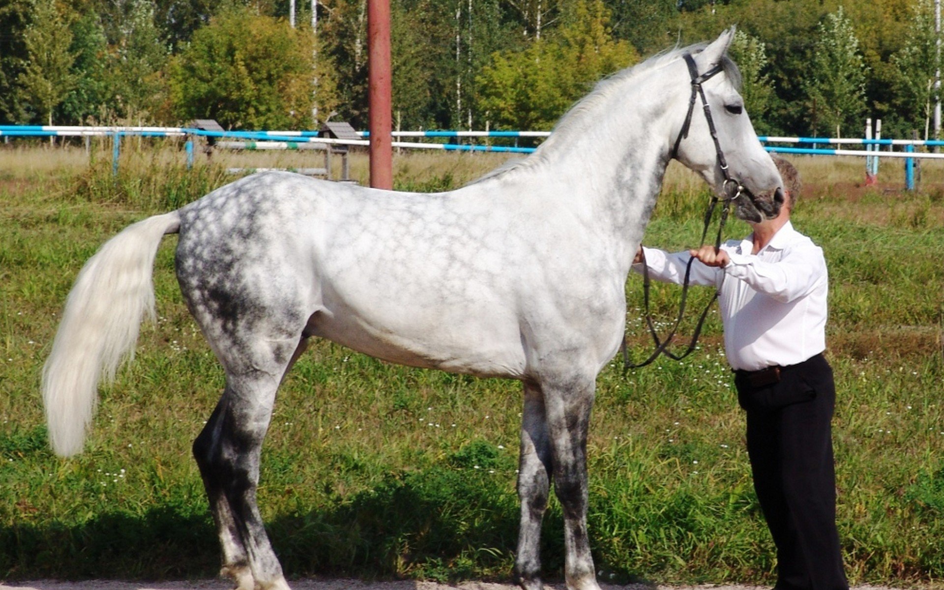 Лошади рысаки