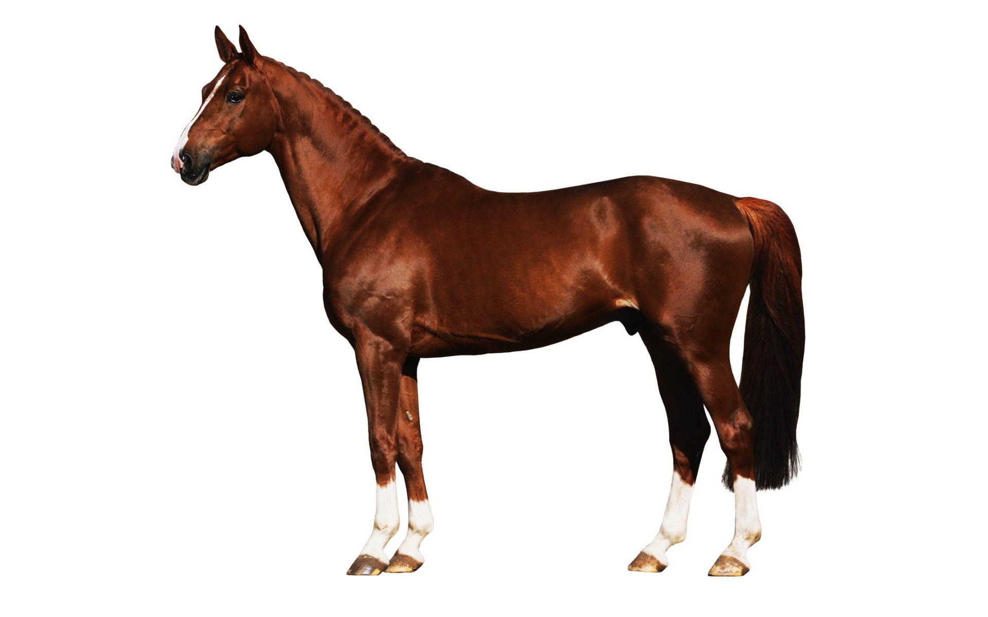 Подкованная лошадь