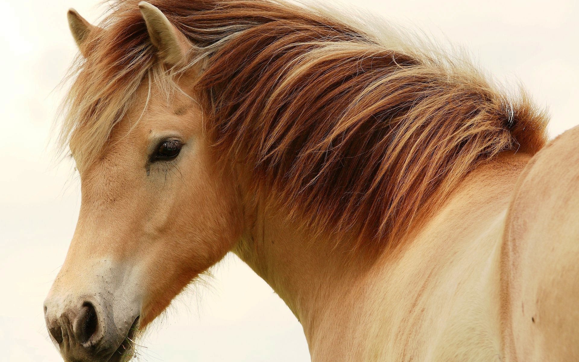 Великие лошади