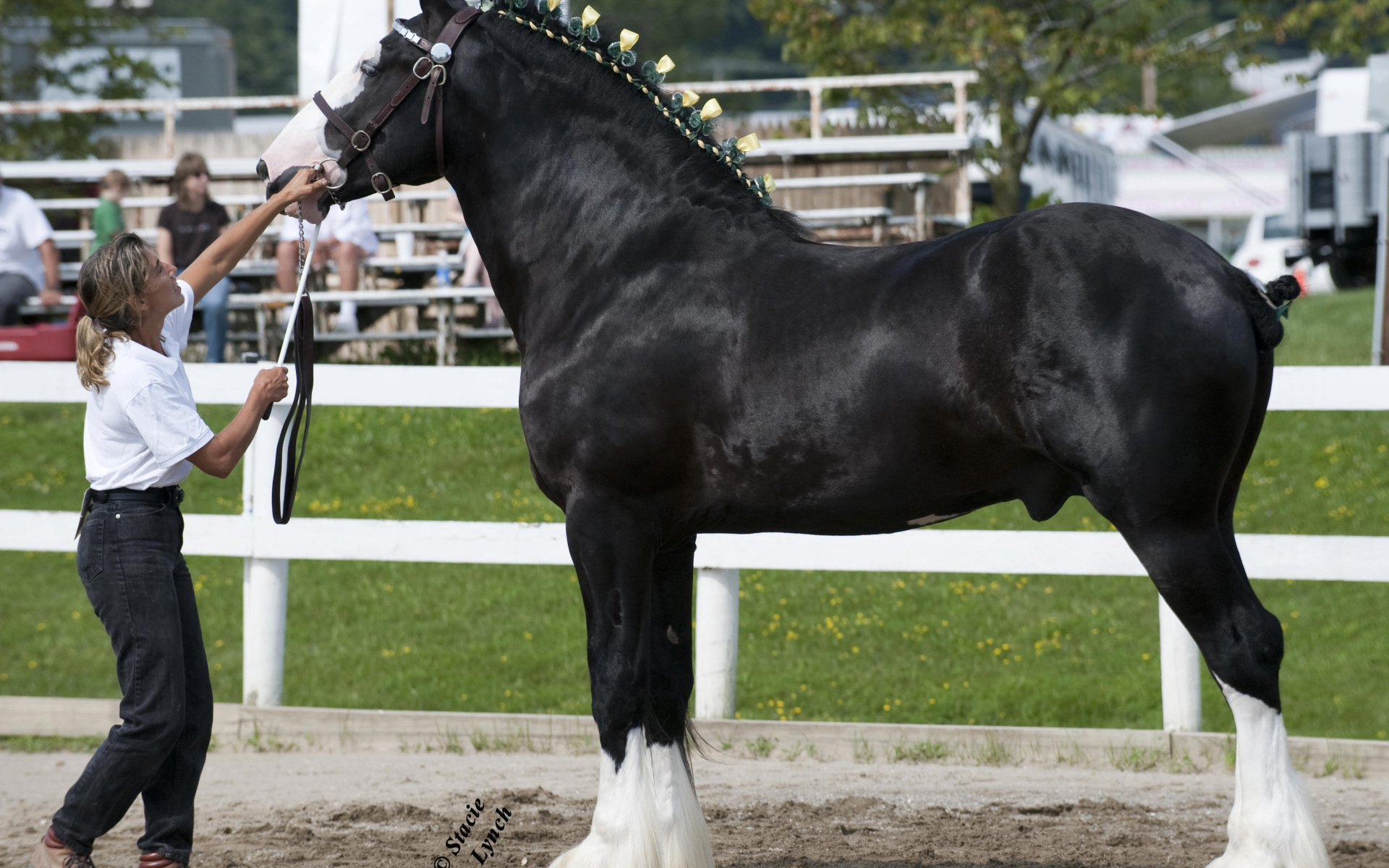 Самая большая в мире лошадь