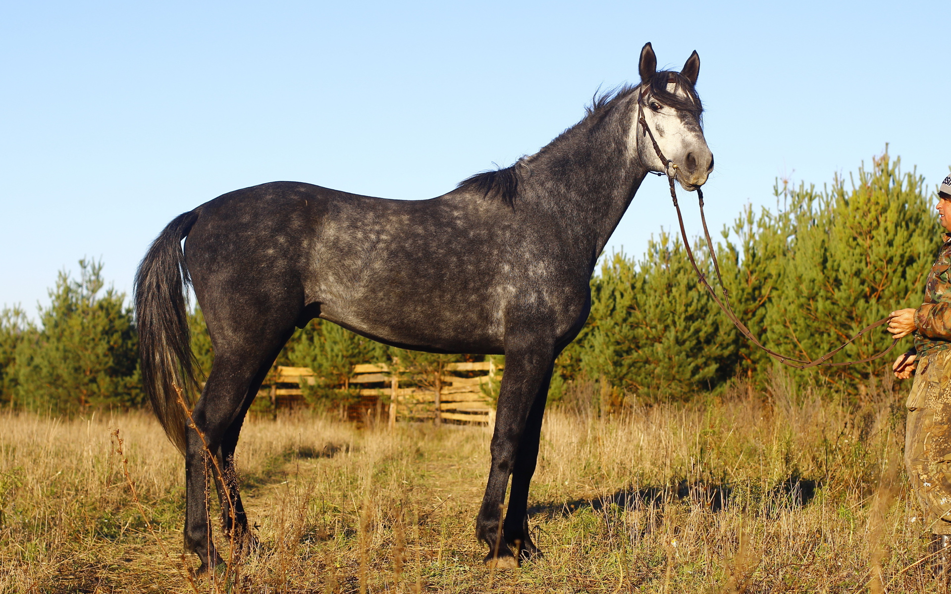 Рысистые лошади