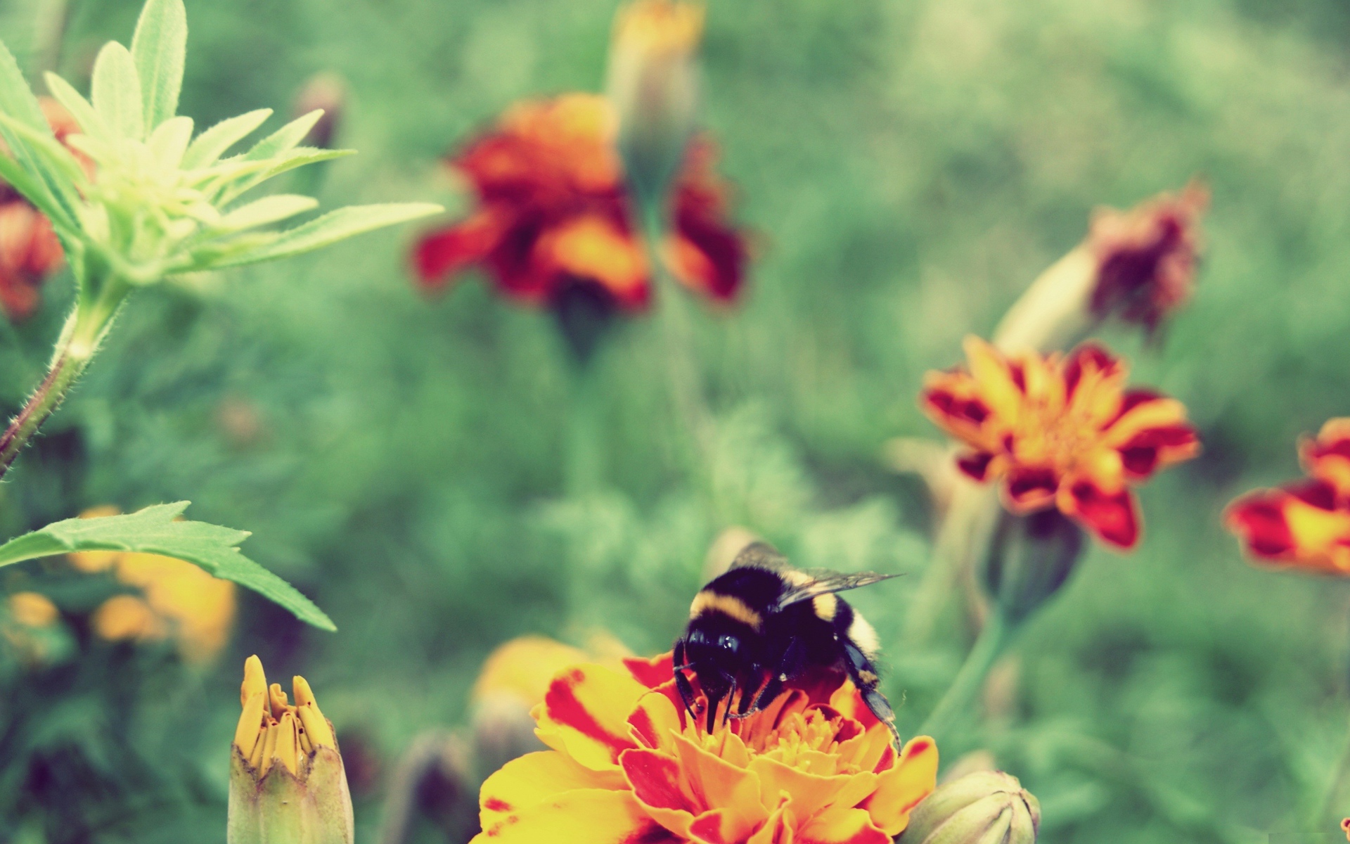 Шмель сидит на цветке