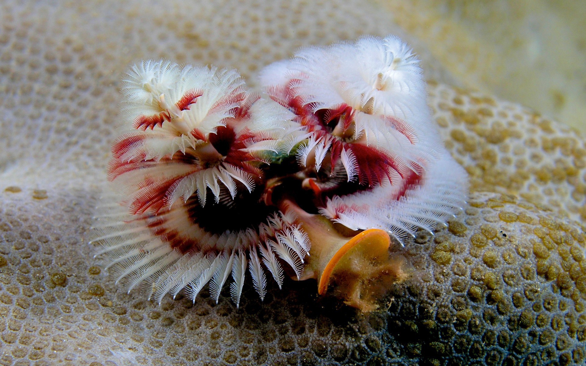 Красивое Морское растение