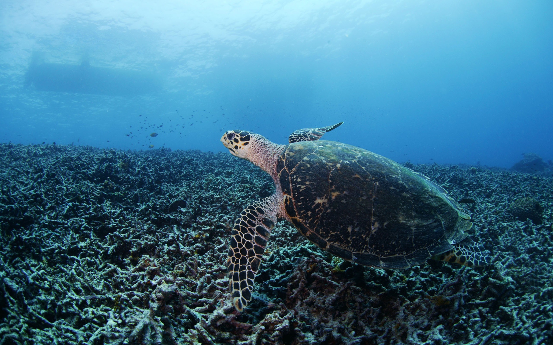 Черепаха на дне