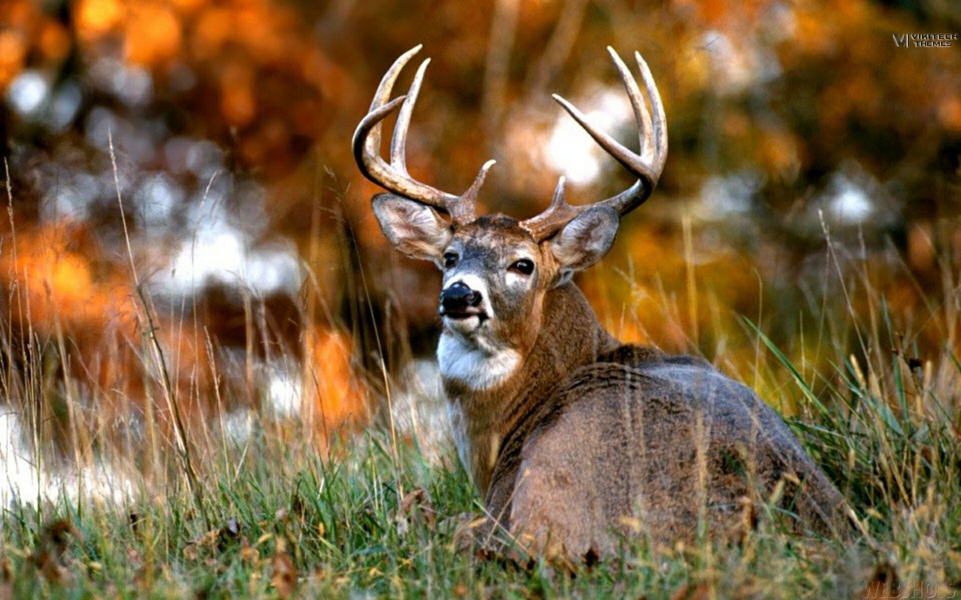 Африканский олень 