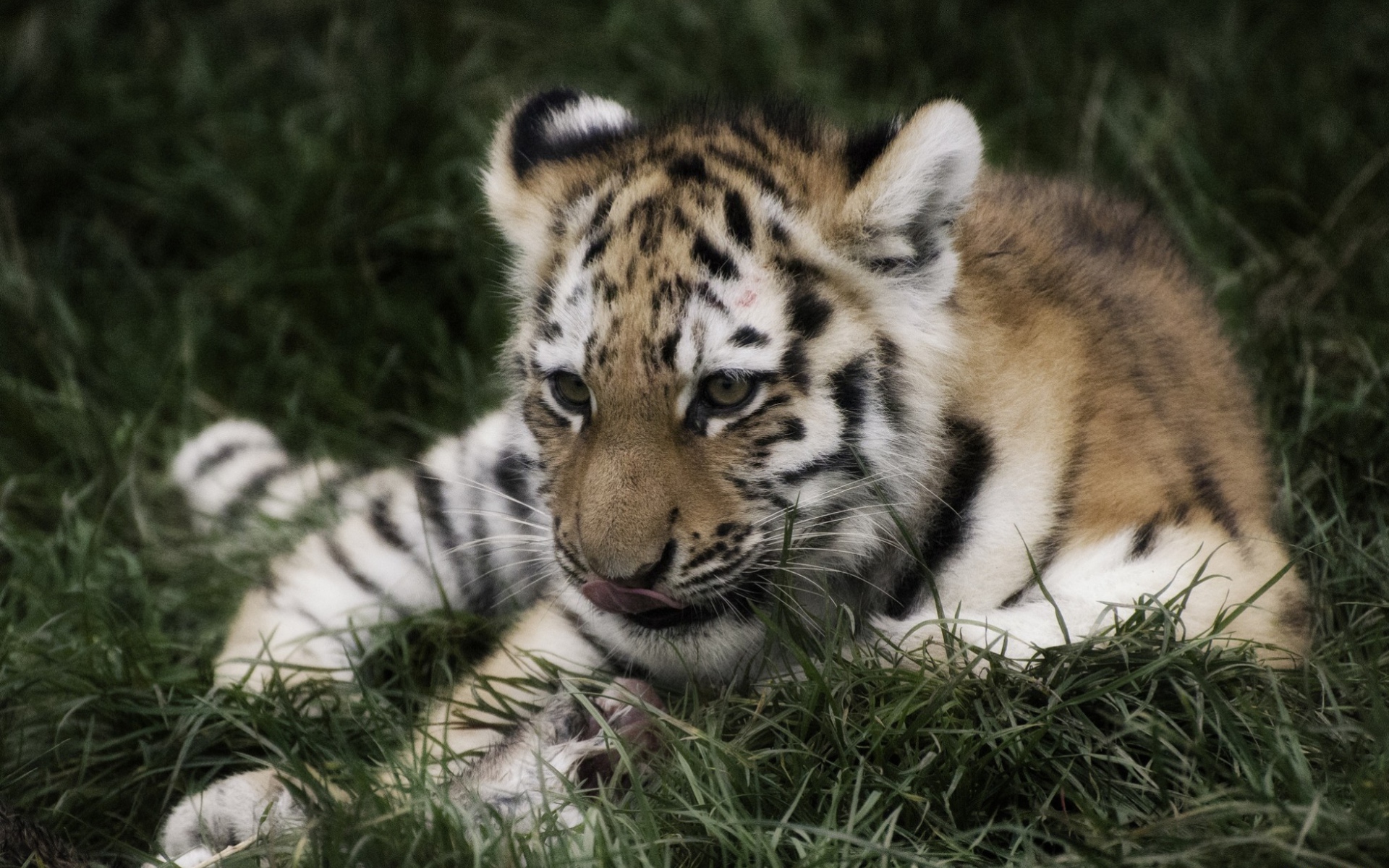 Тигр отдыхает в траве