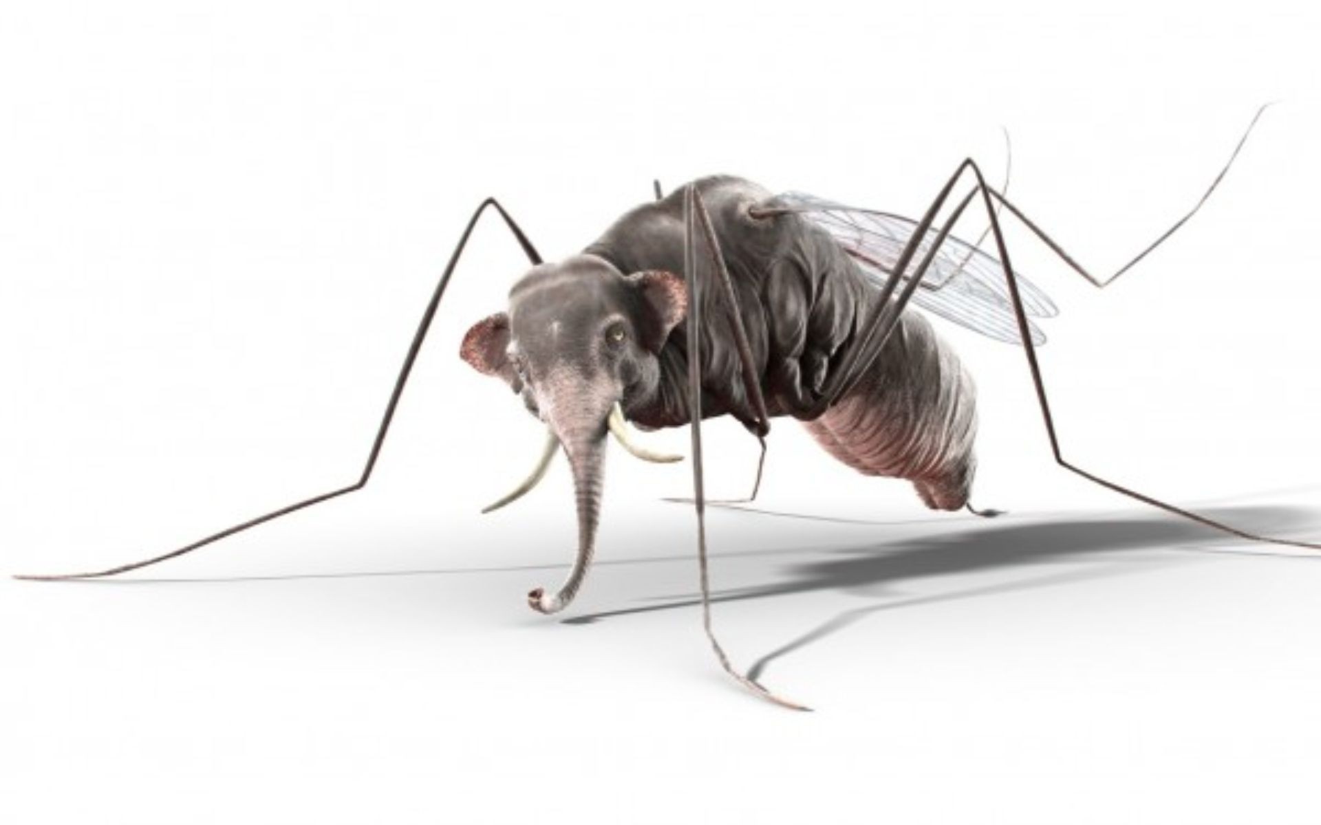 Комар с головой слона