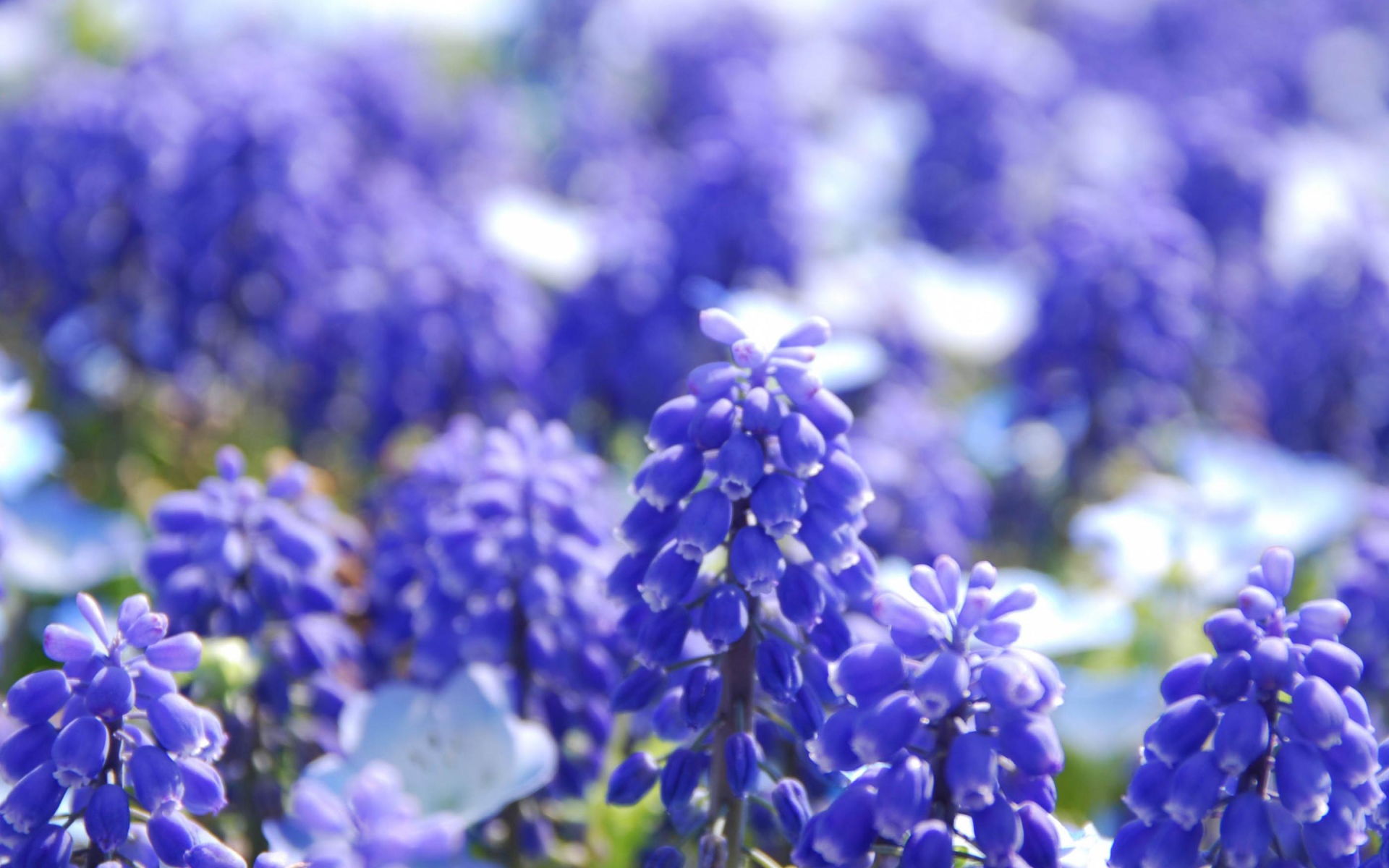 Голубые Гиацинты