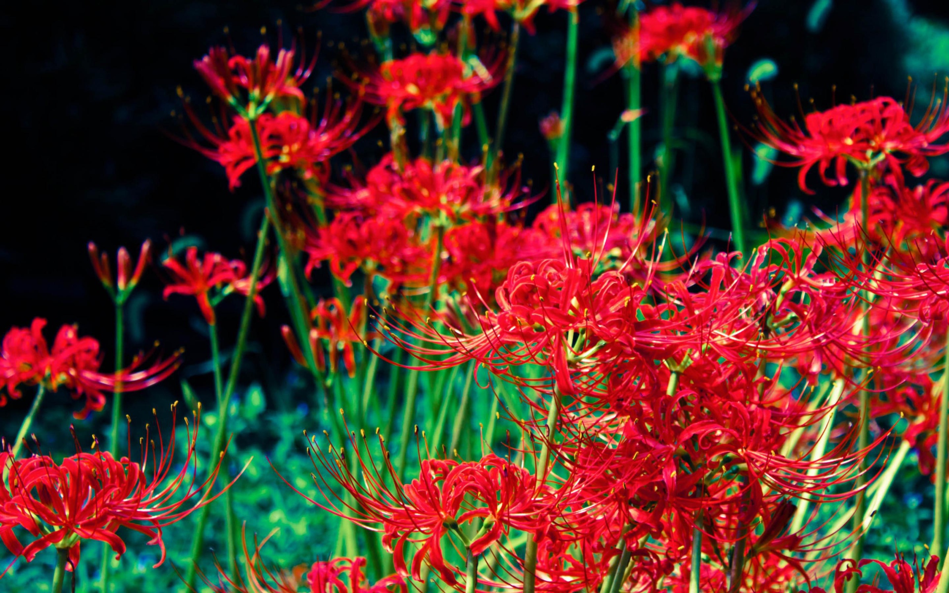 Яркие красные цветы