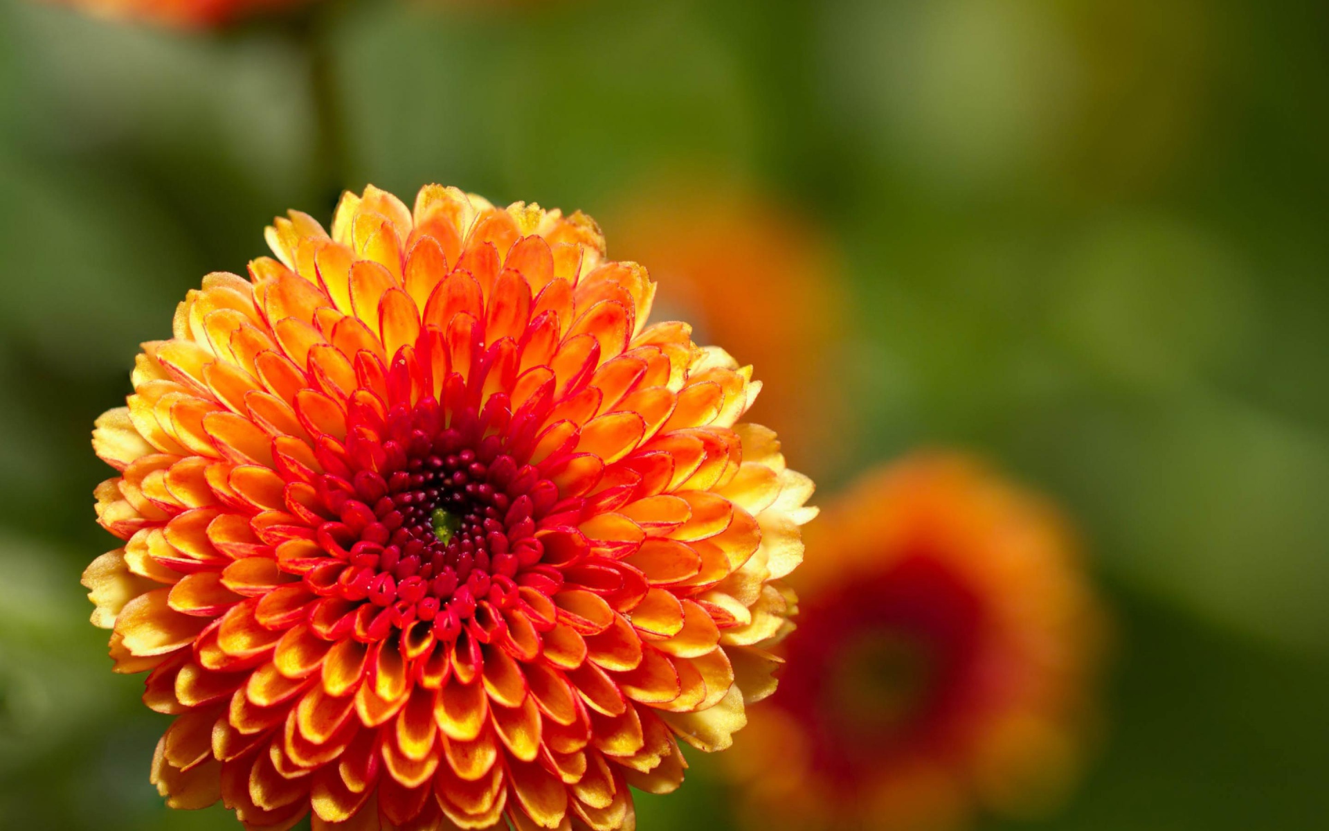 Жгучий цветок