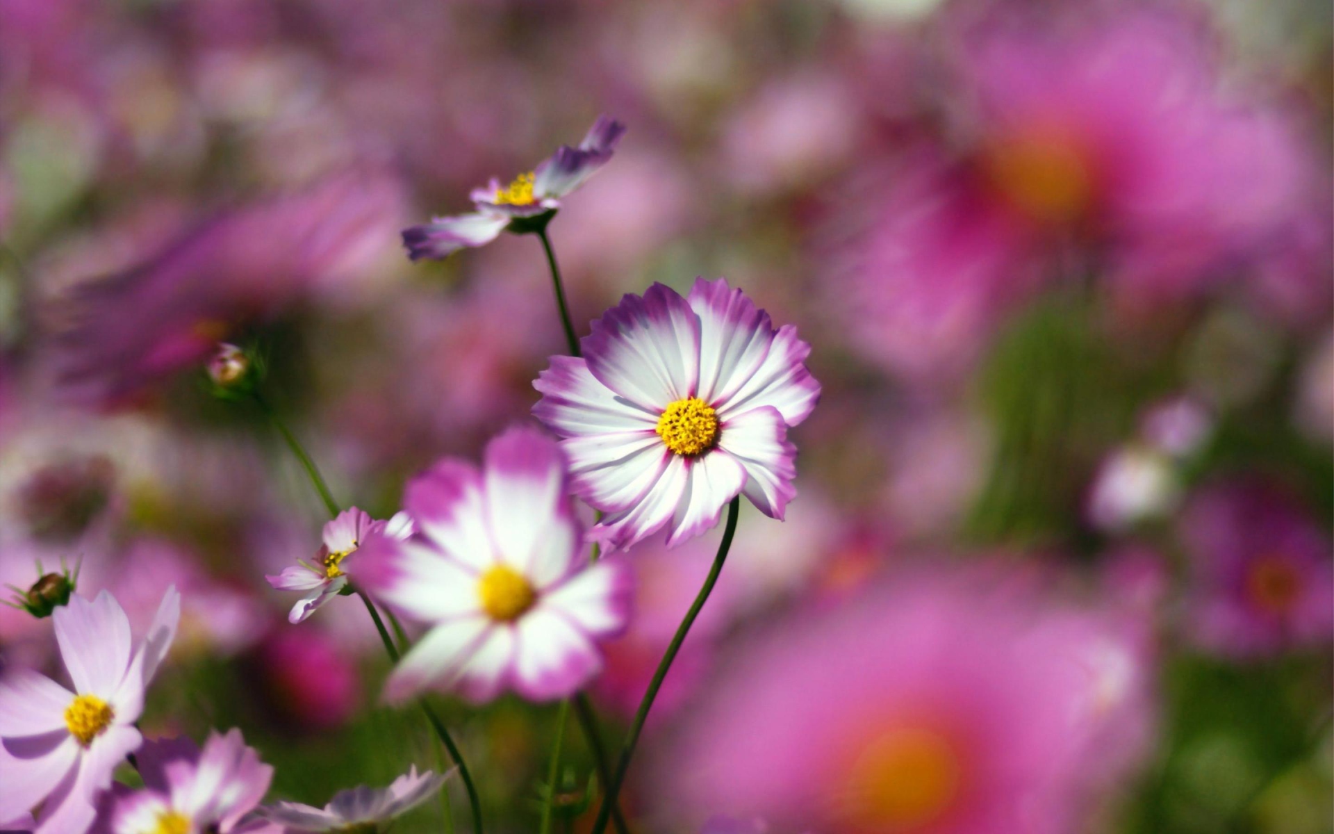 Цветы с желтым центром