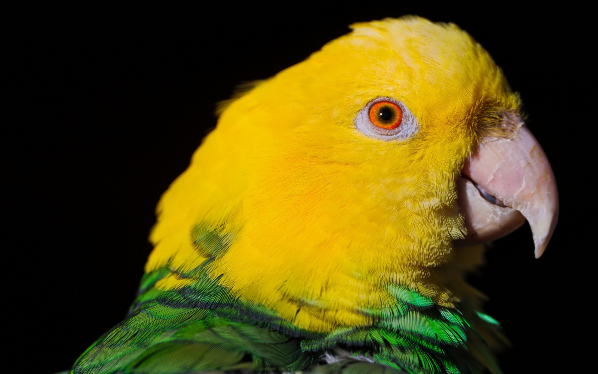 Двухцветный попугай