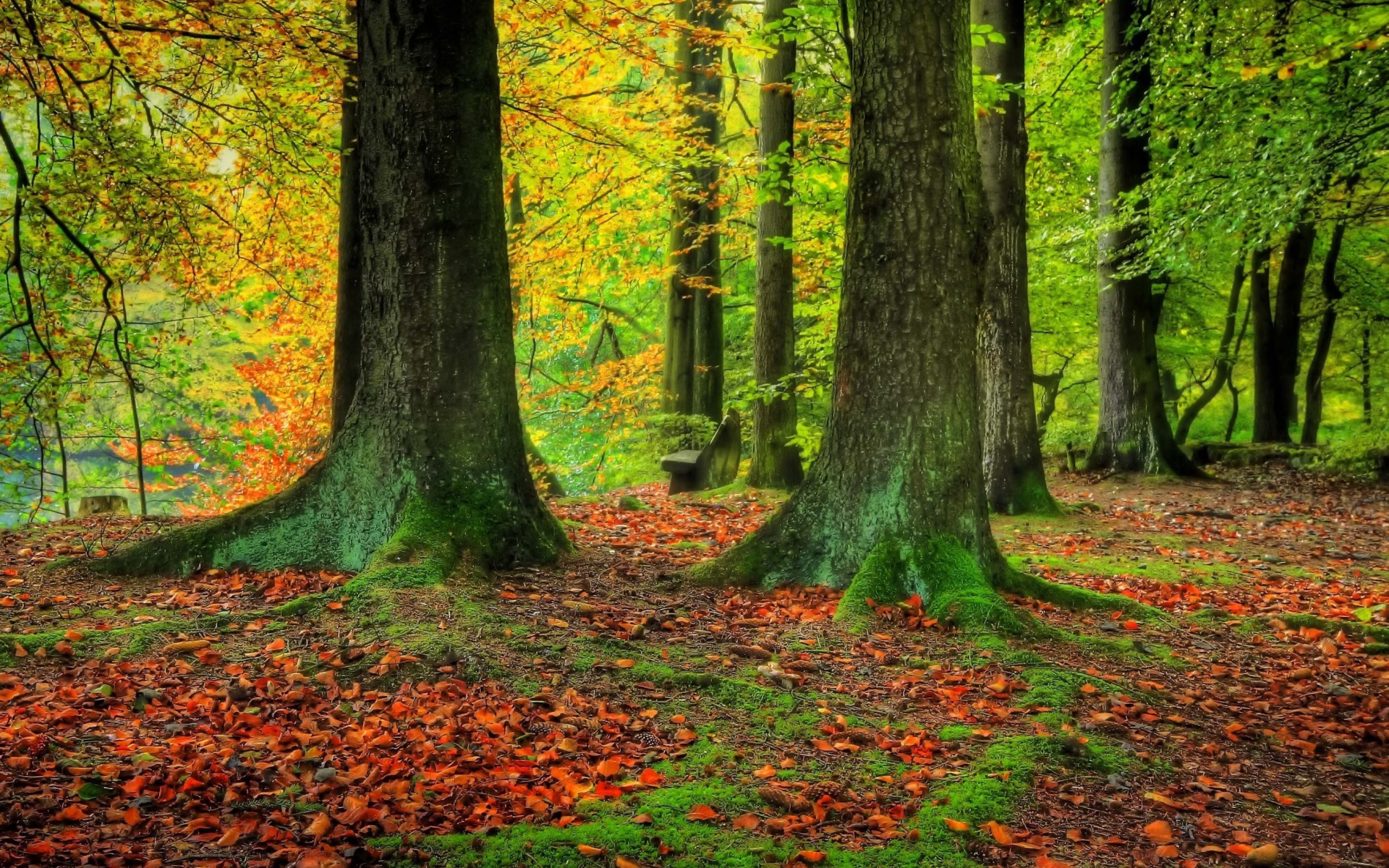 Стволы деревьев