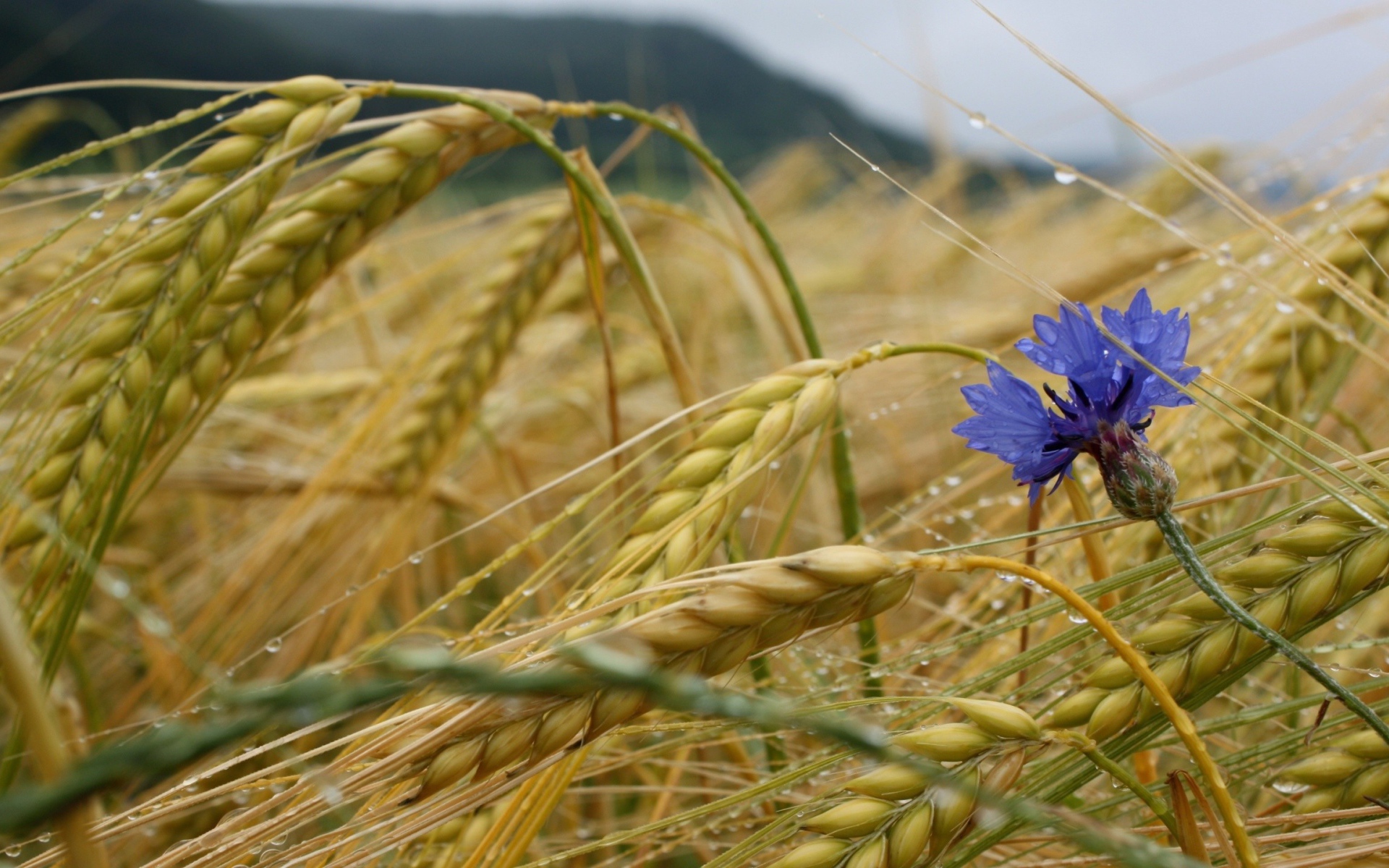 Василек среди пшеницы