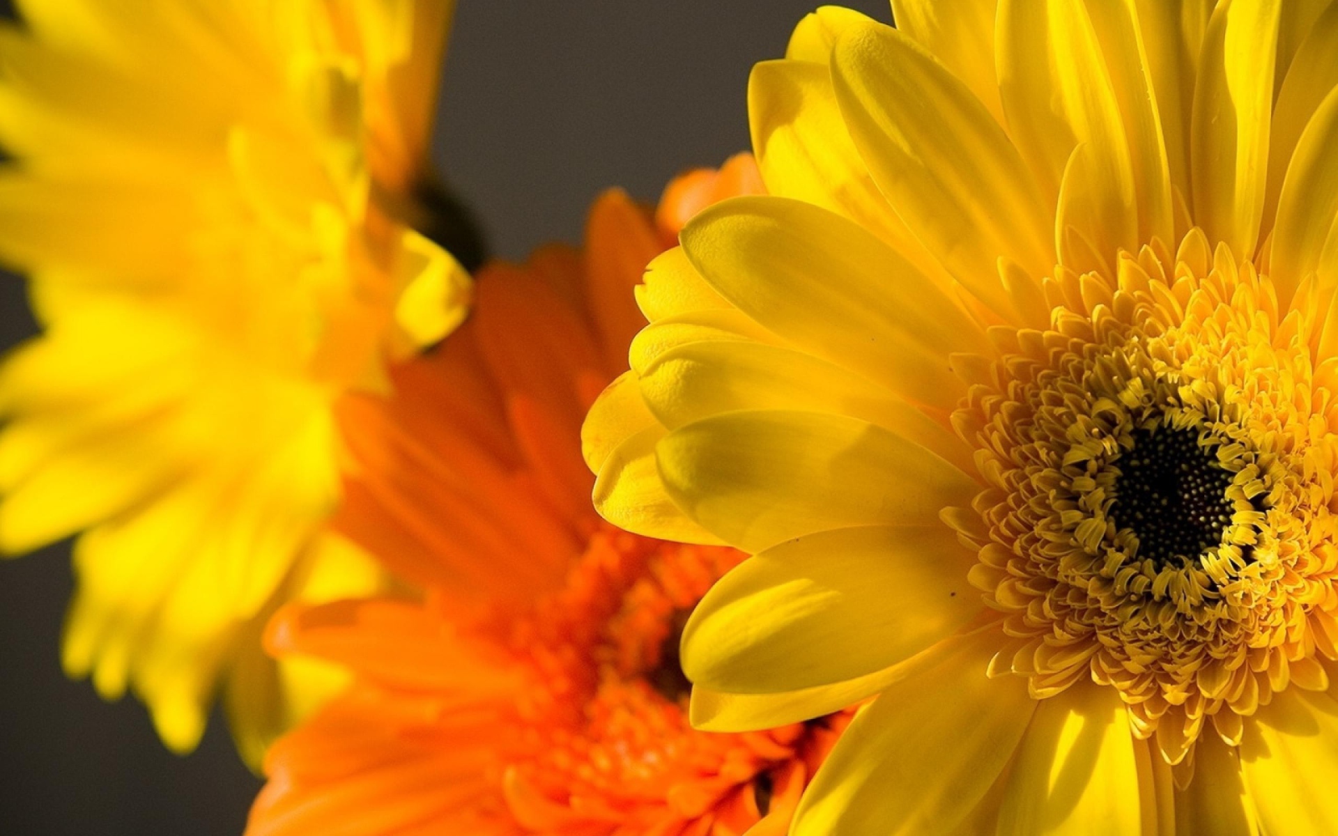 Цветок Гербера желтая