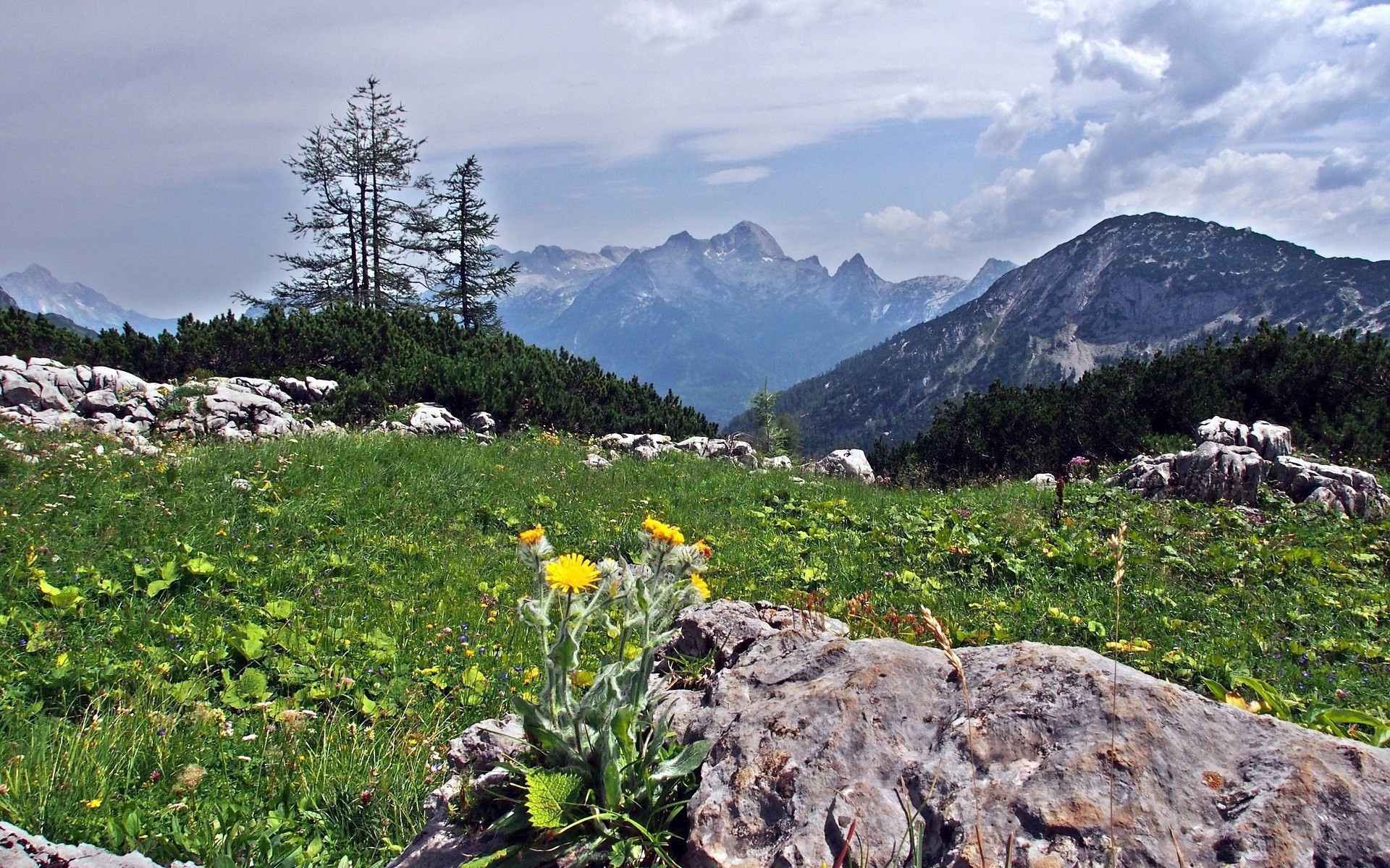 Цветы на камнях