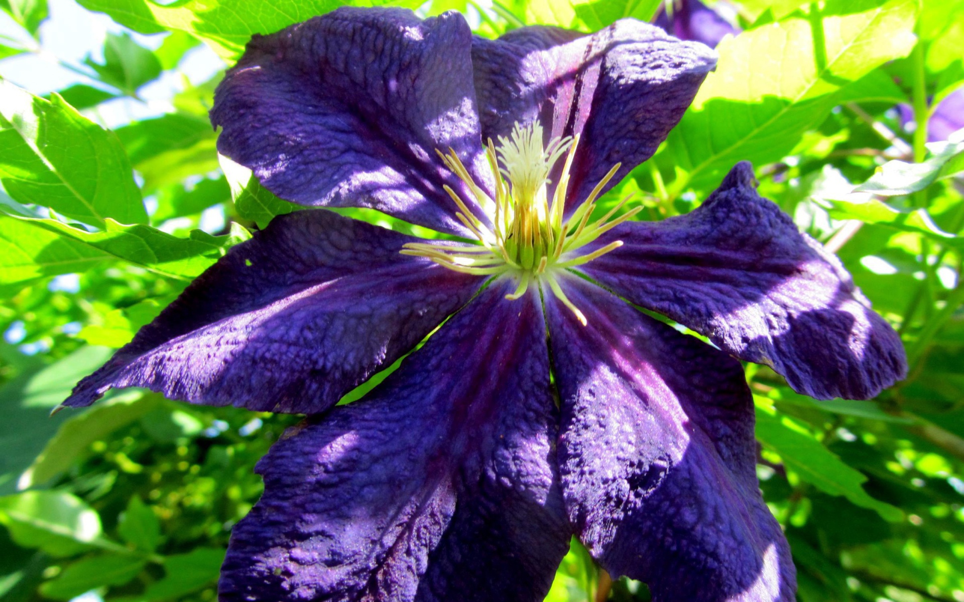 Большой синий цветок