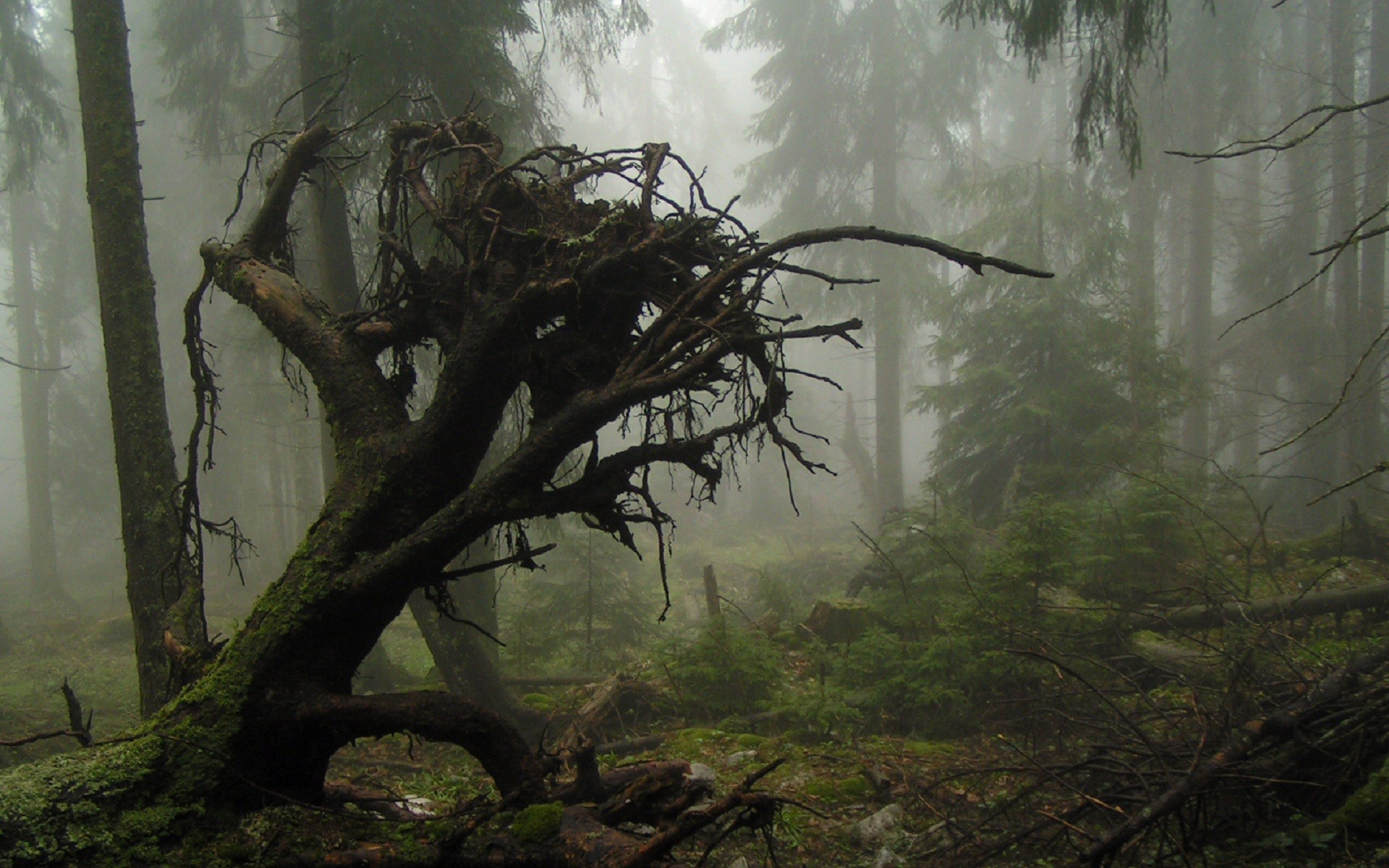 Корни упавшего дерева