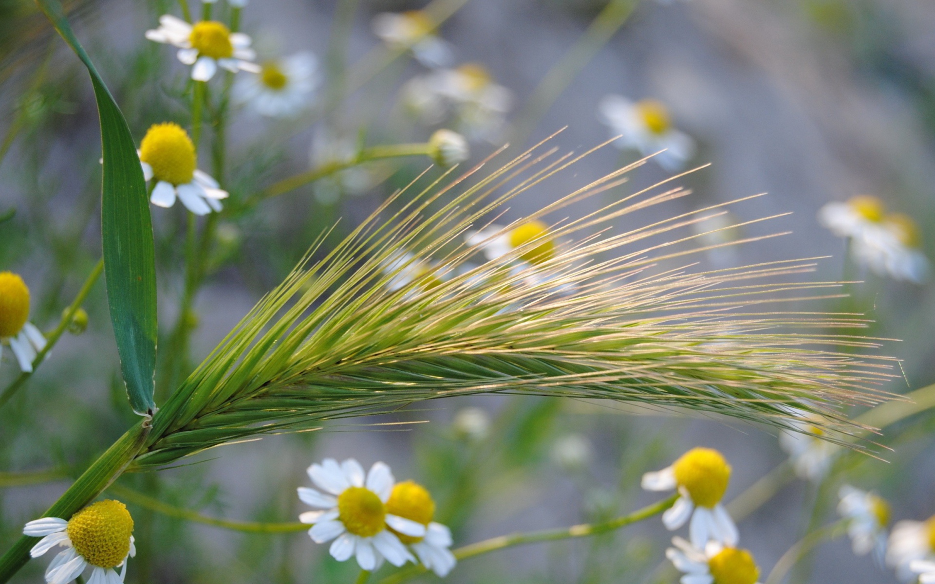 Колос среди ромашек