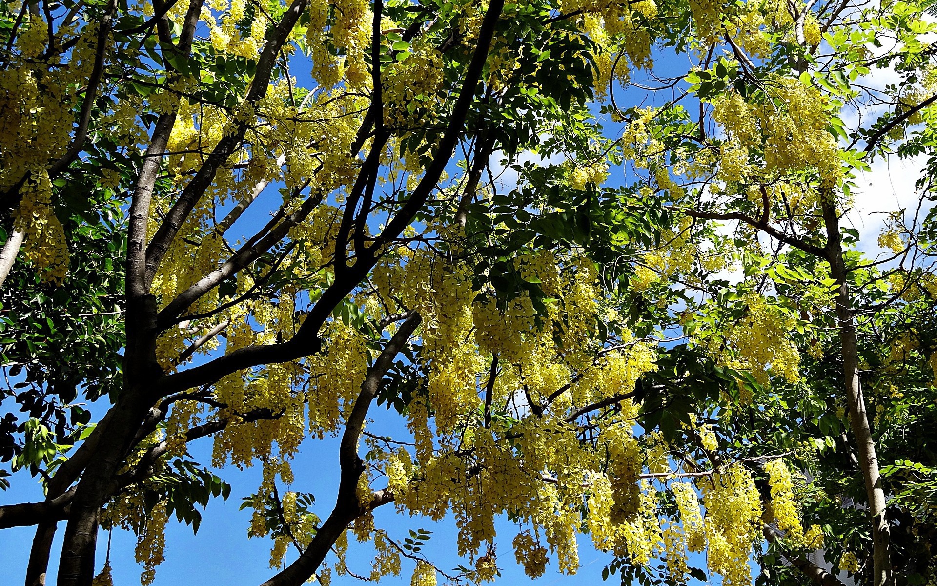 Yellow flowering