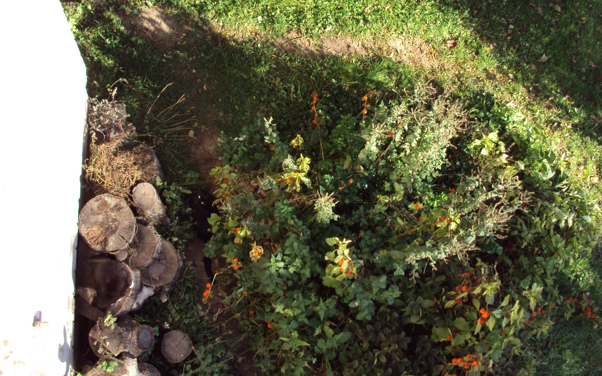 Найди кота во дворе