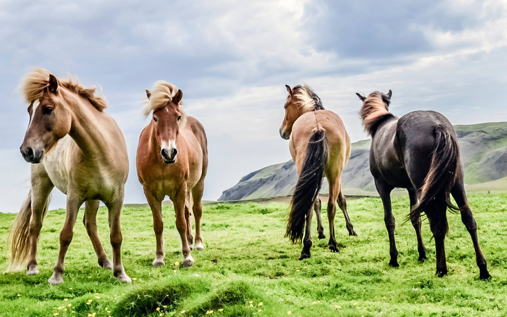 Четверка породистых лошадей