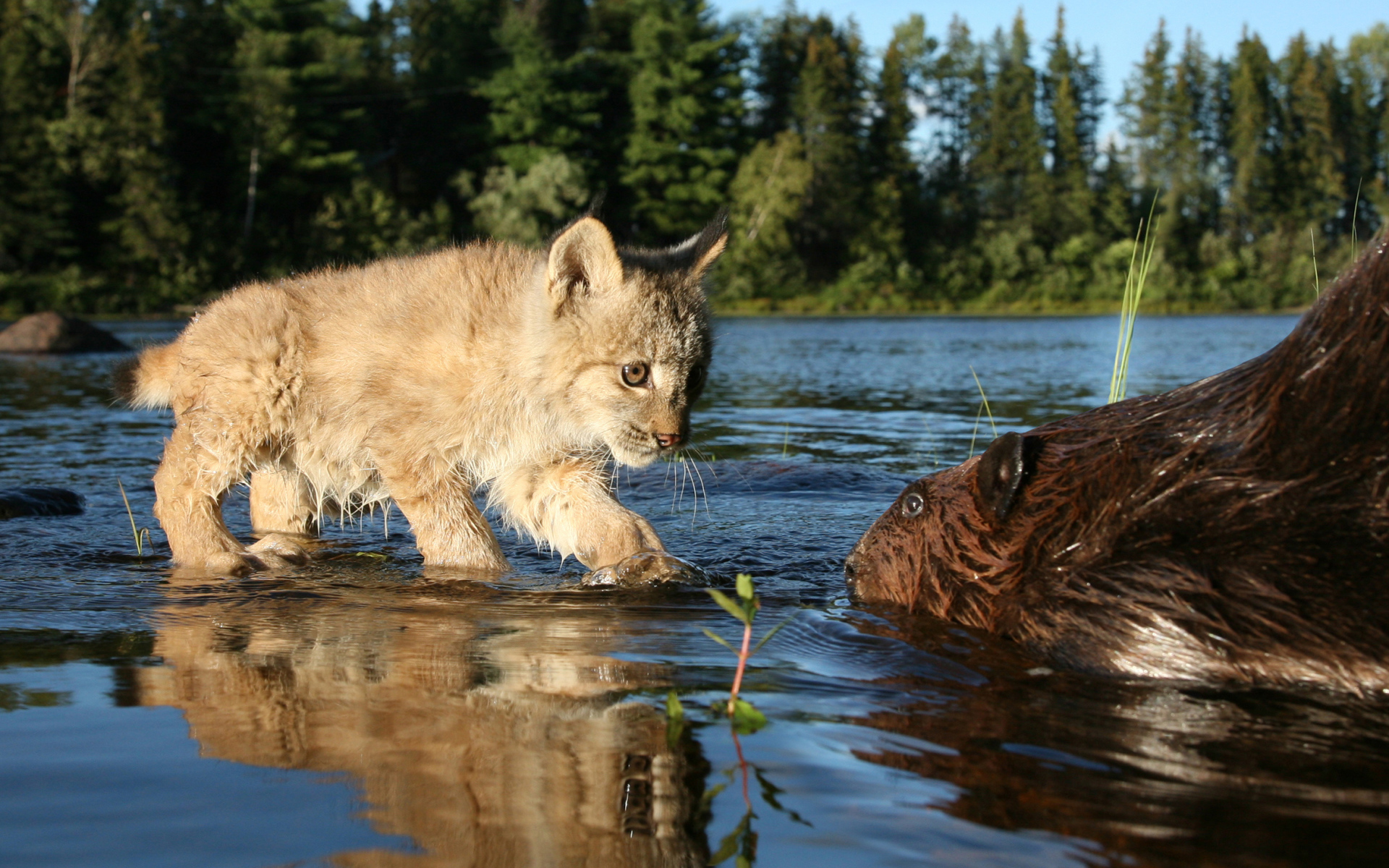 Рысенок знакомится с бобром