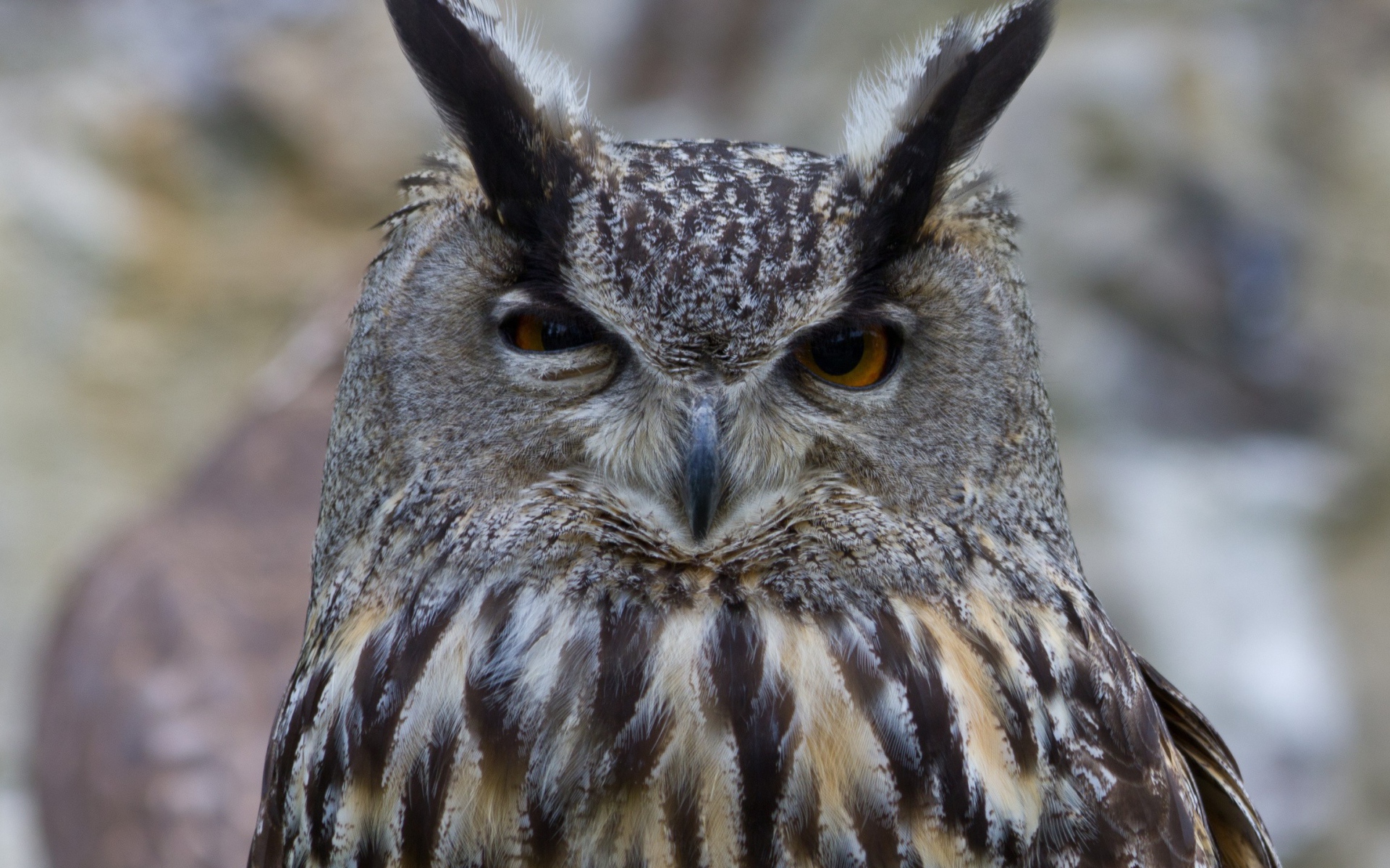 Ушастая сова