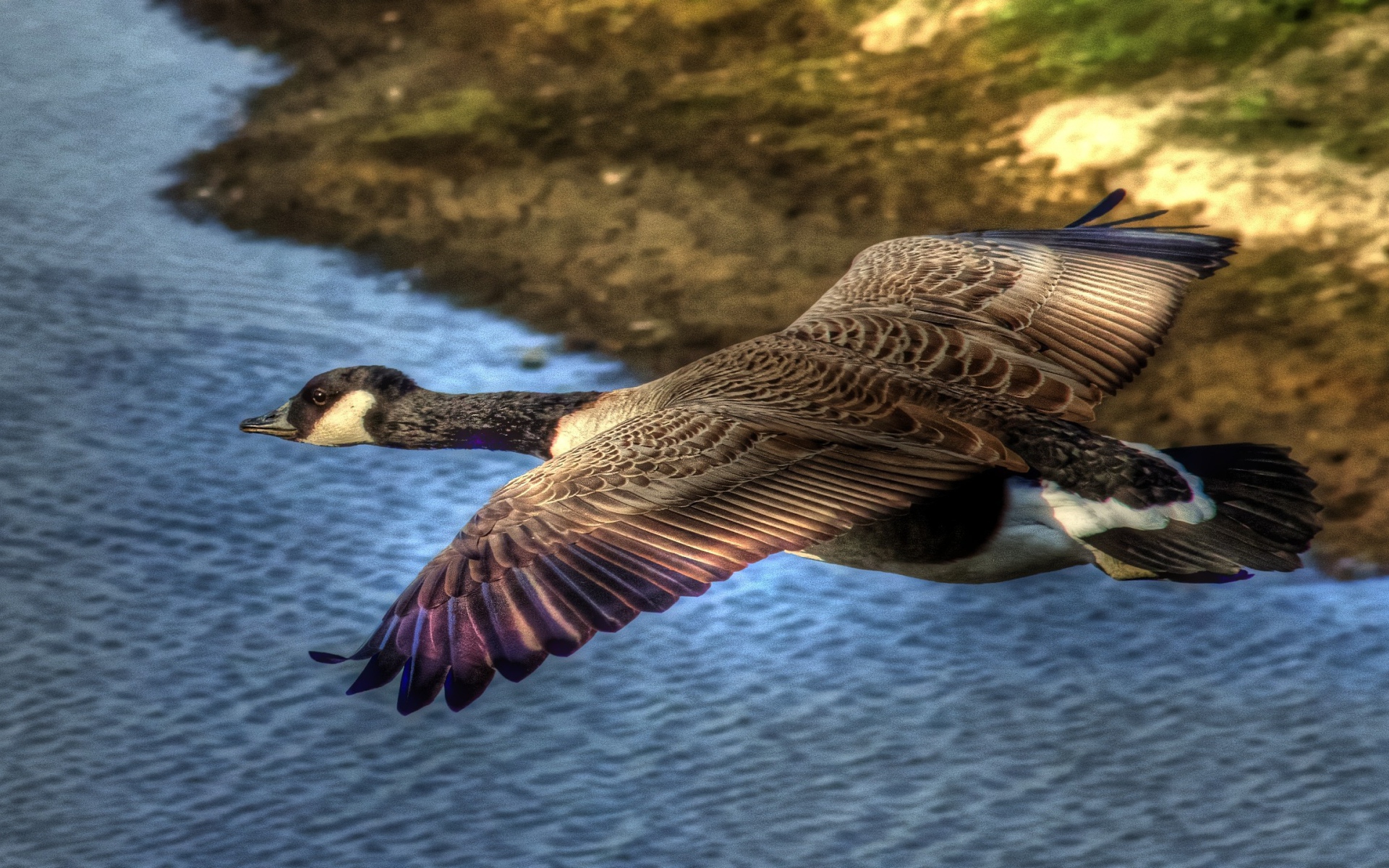 Утка в полете