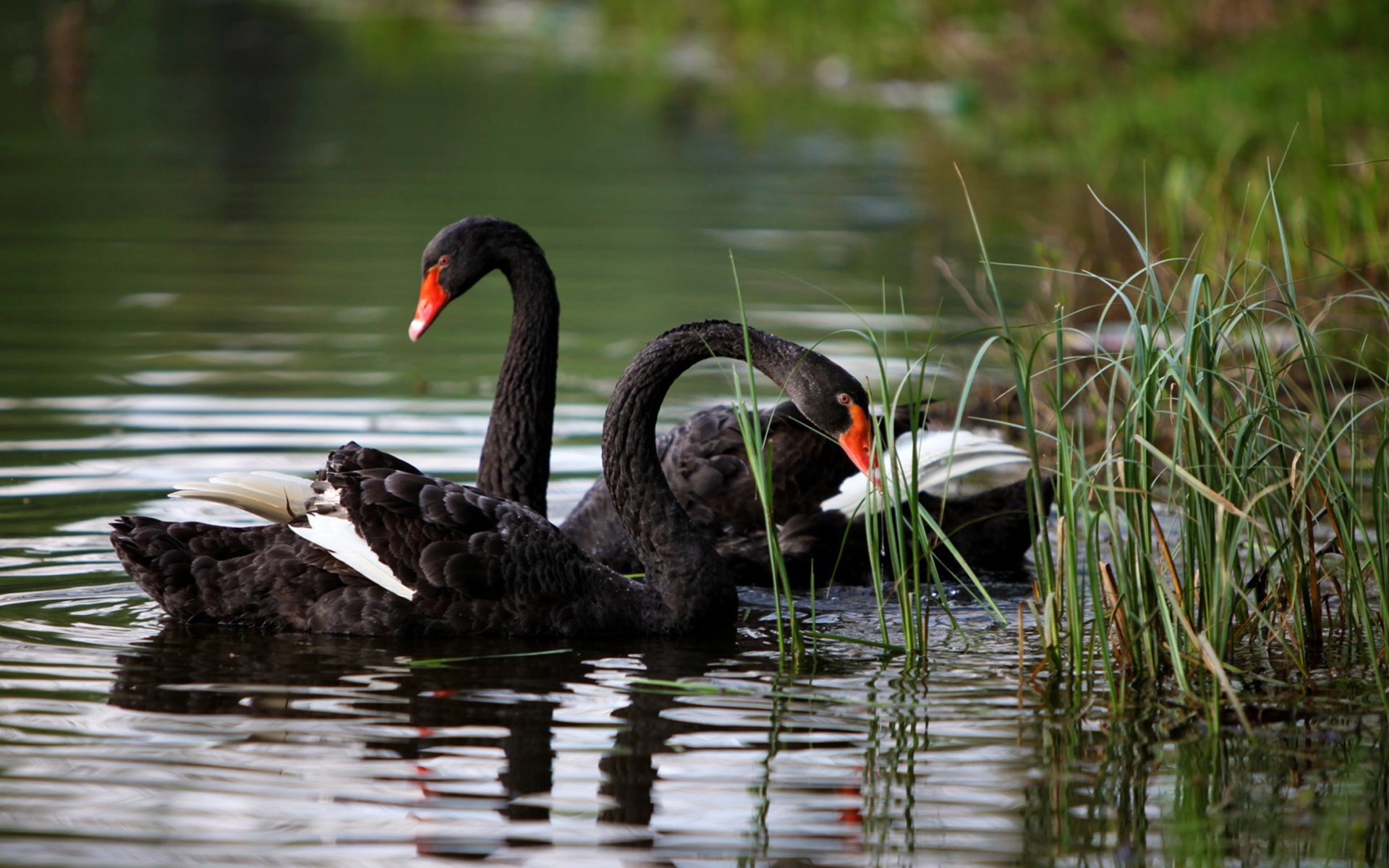 	   Black swans swim in the lake