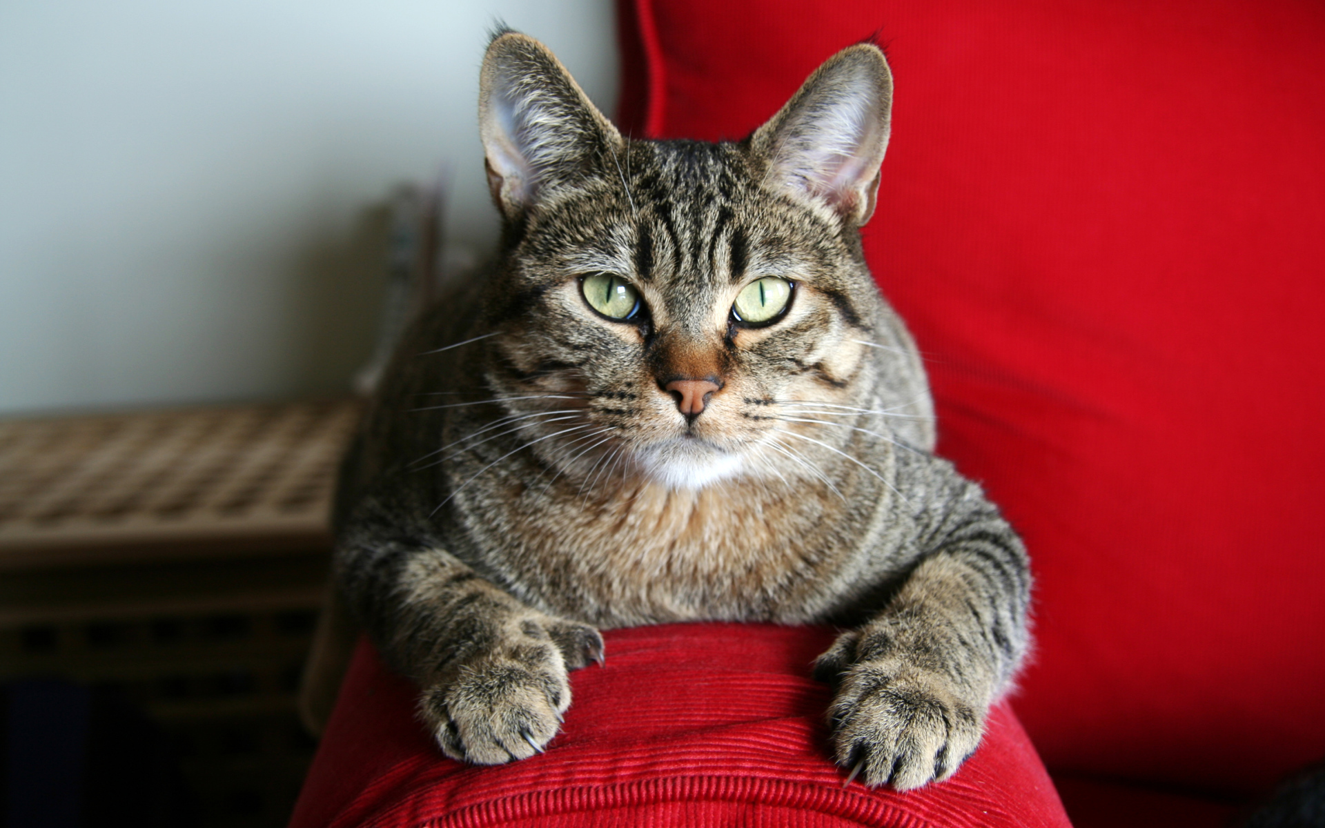 Взрослый кот пиксибоб