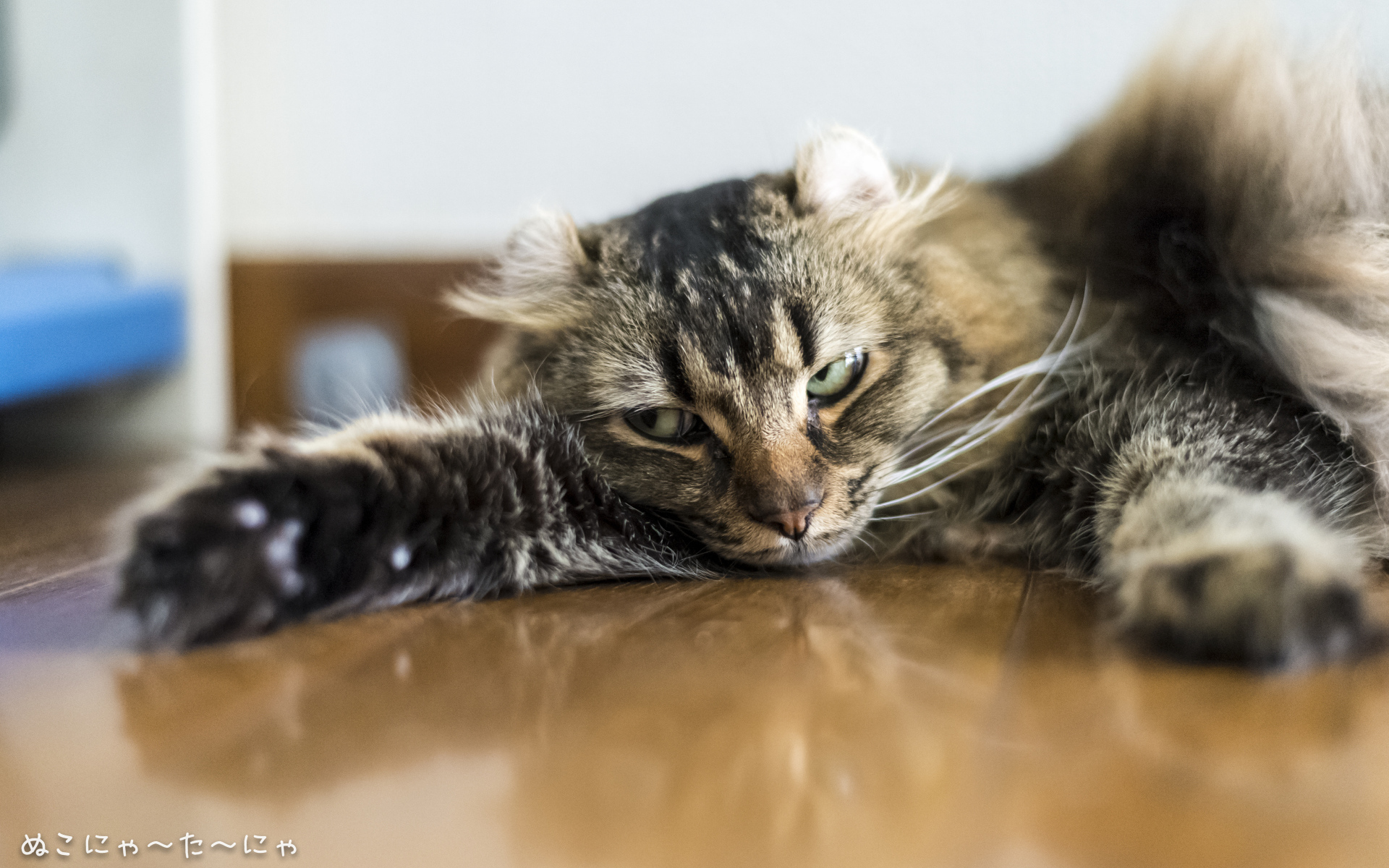 Американский керл на полу