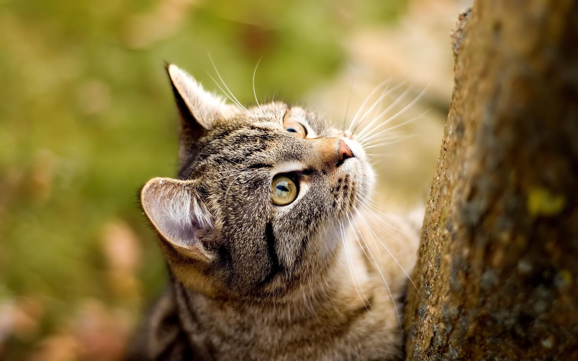 Американская жесткошерстная кошка у дерева