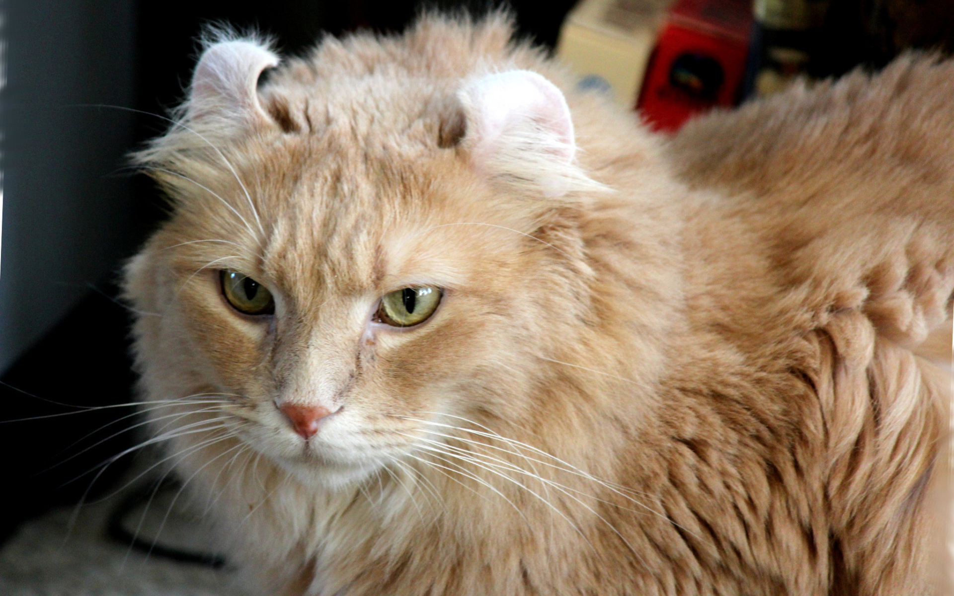 Рыжий американский керл