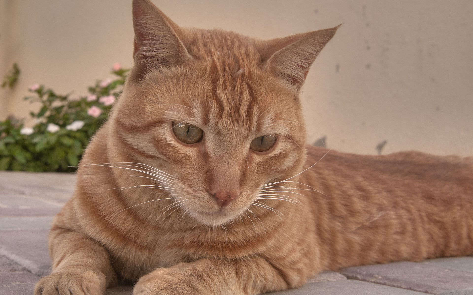 Рыжий аравийский мау