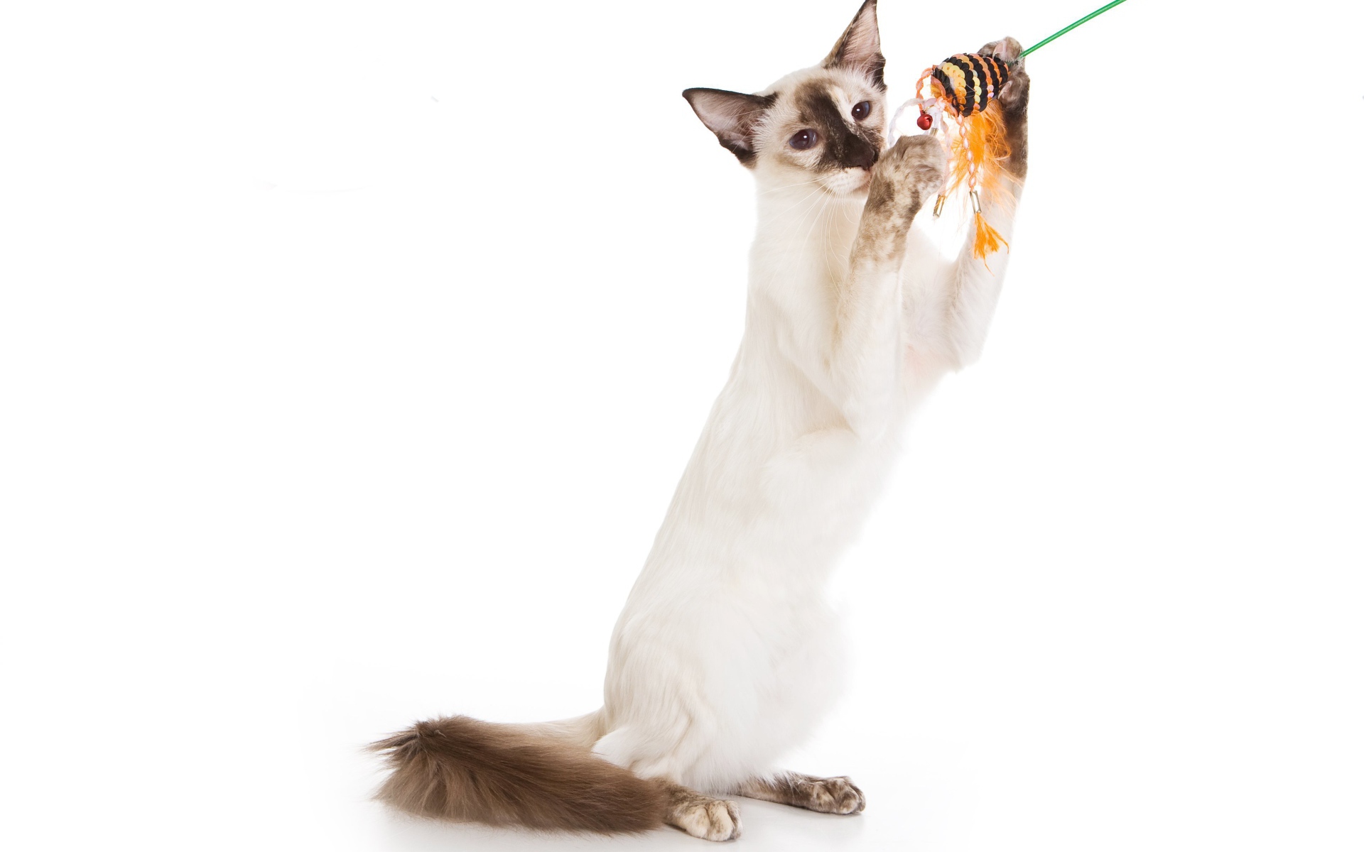 Балийская кошка с игрушкой