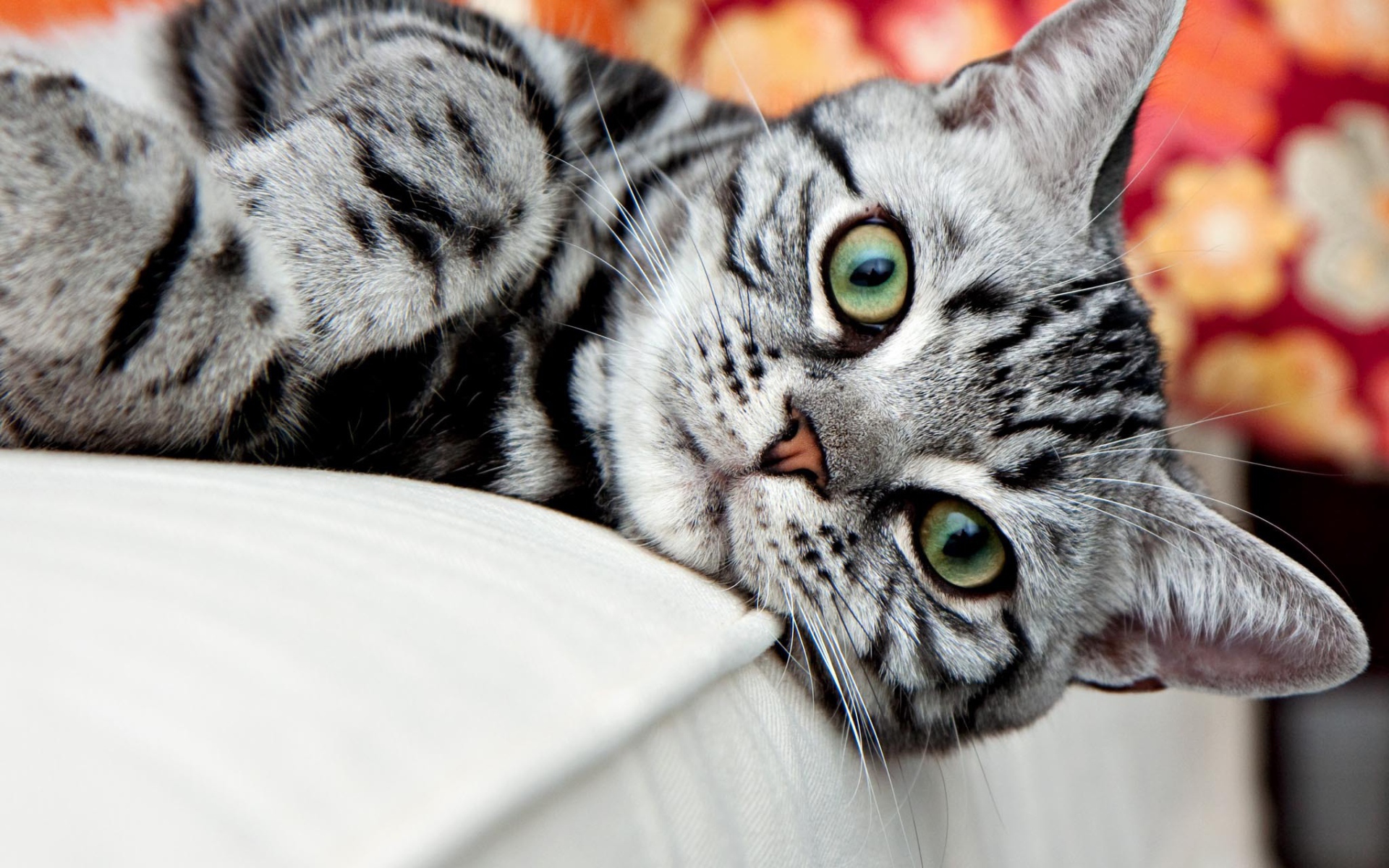 Красивая американская жесткошерстная кошка