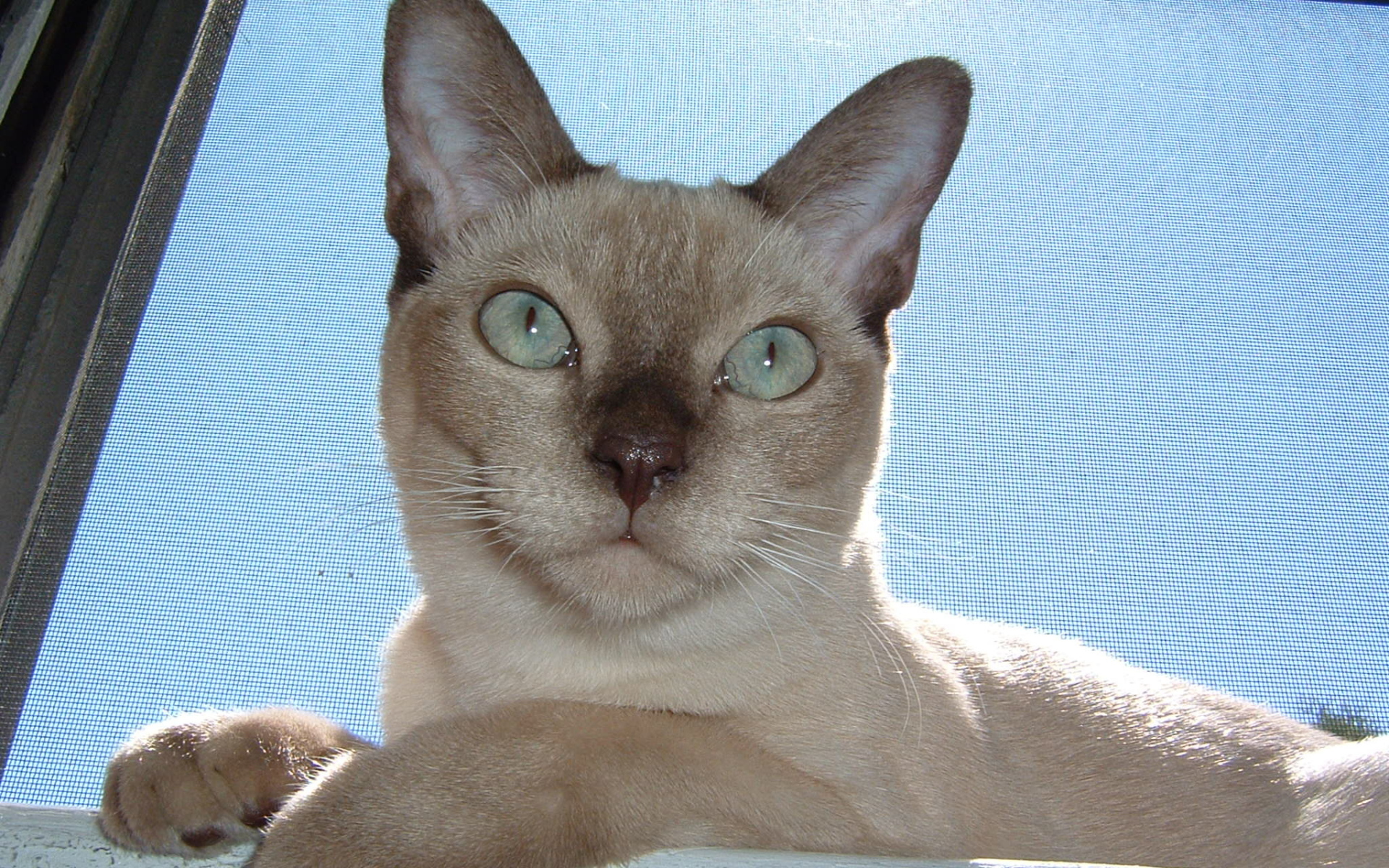 Красивая тонкинская кошка