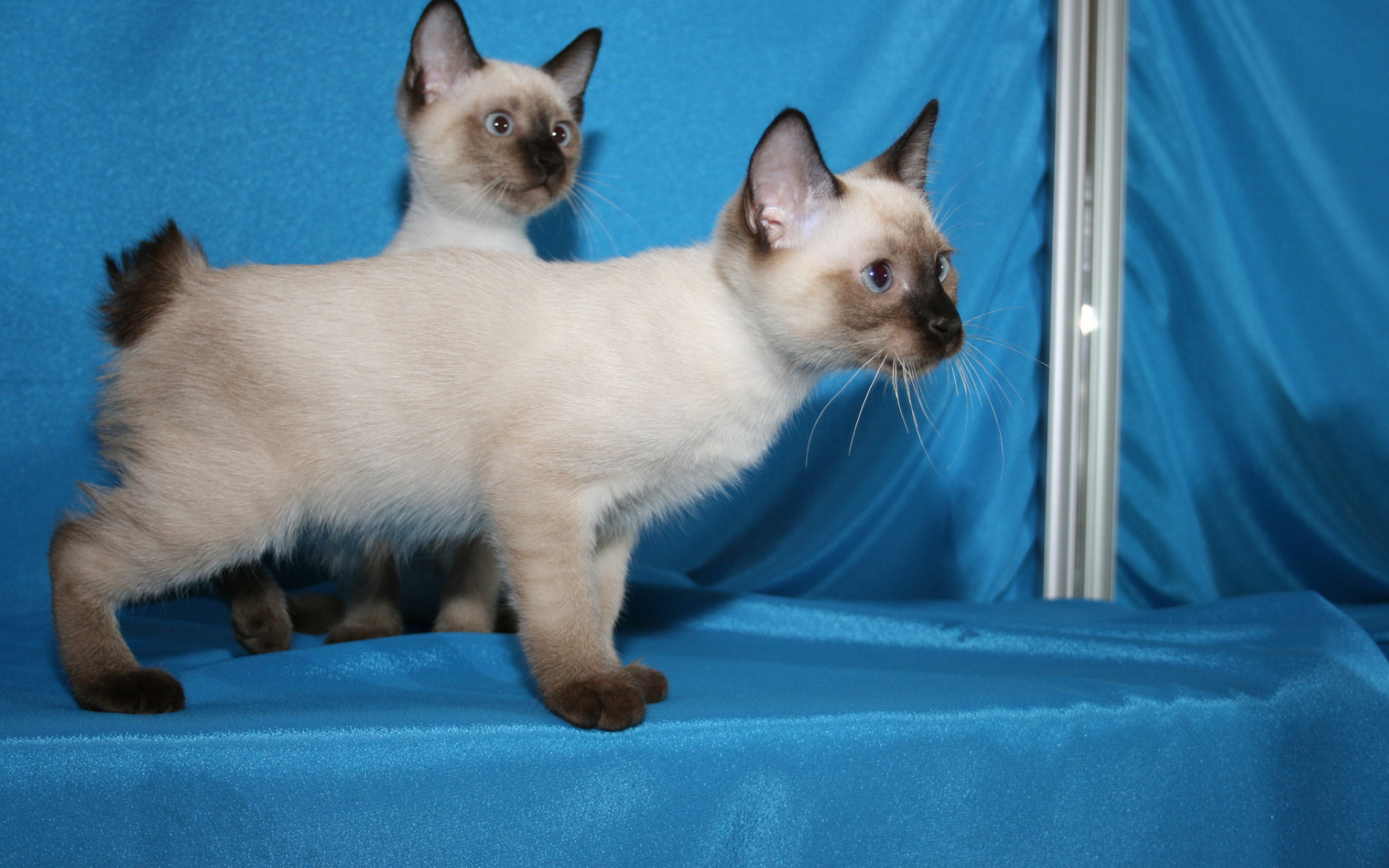 Красивые котята меконгский бобтейл